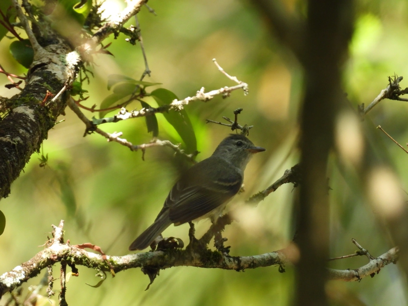Risadinha (Camptostoma obsoletum), aves, fotografado em Maresias, São Sebastião