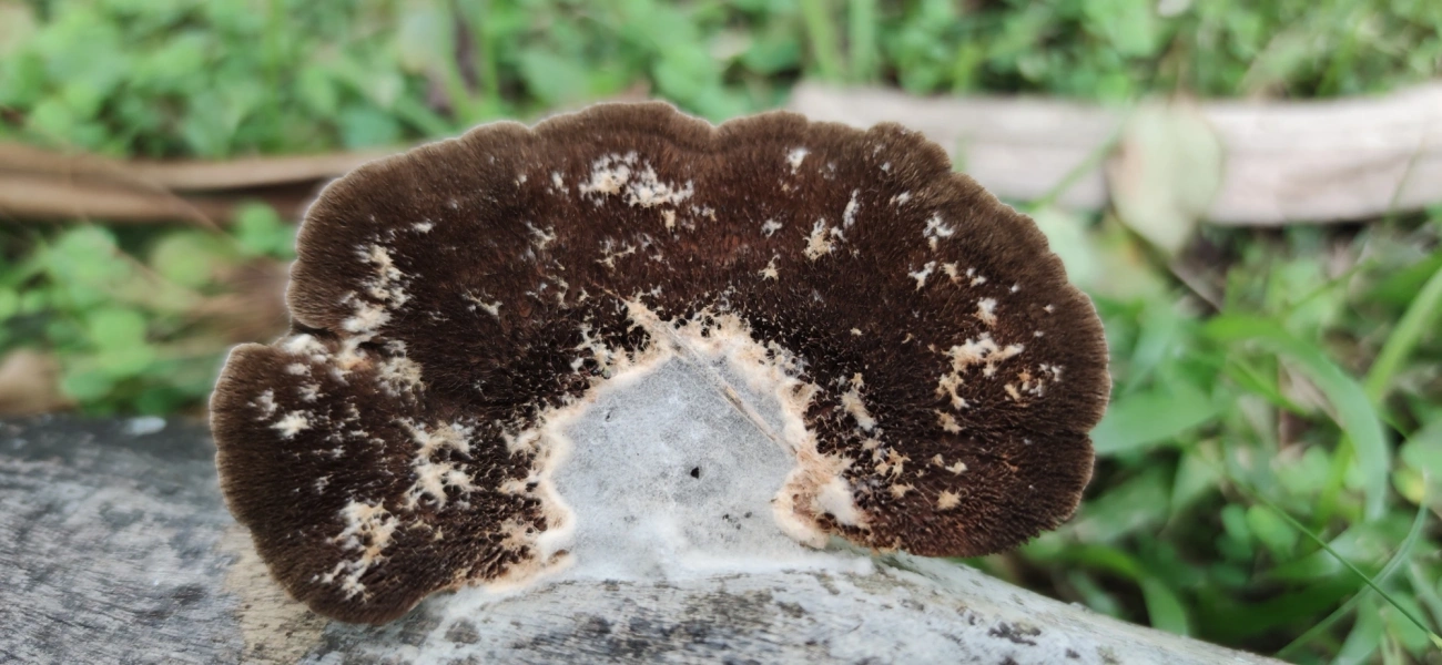 Orelha-de-pau (Hexagonia hydnoides), fungos, fotografado em Maresias, São Sebastião