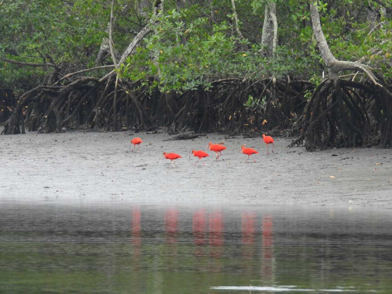 Guará (Eudocimus ruber), aves, fotografado em Cananéia
