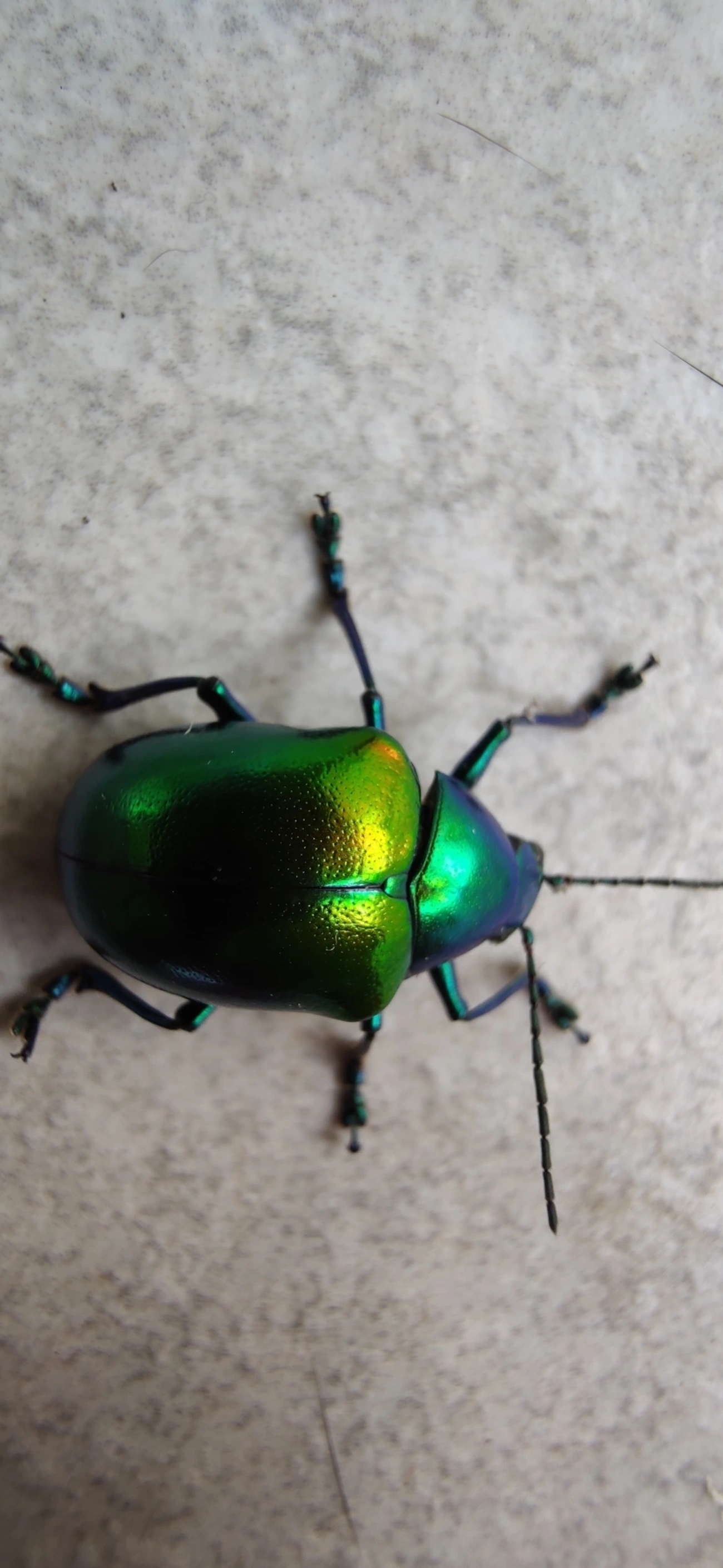 Eumolpus ignitus, insetos, fotografado em Maresias, São Sebastião