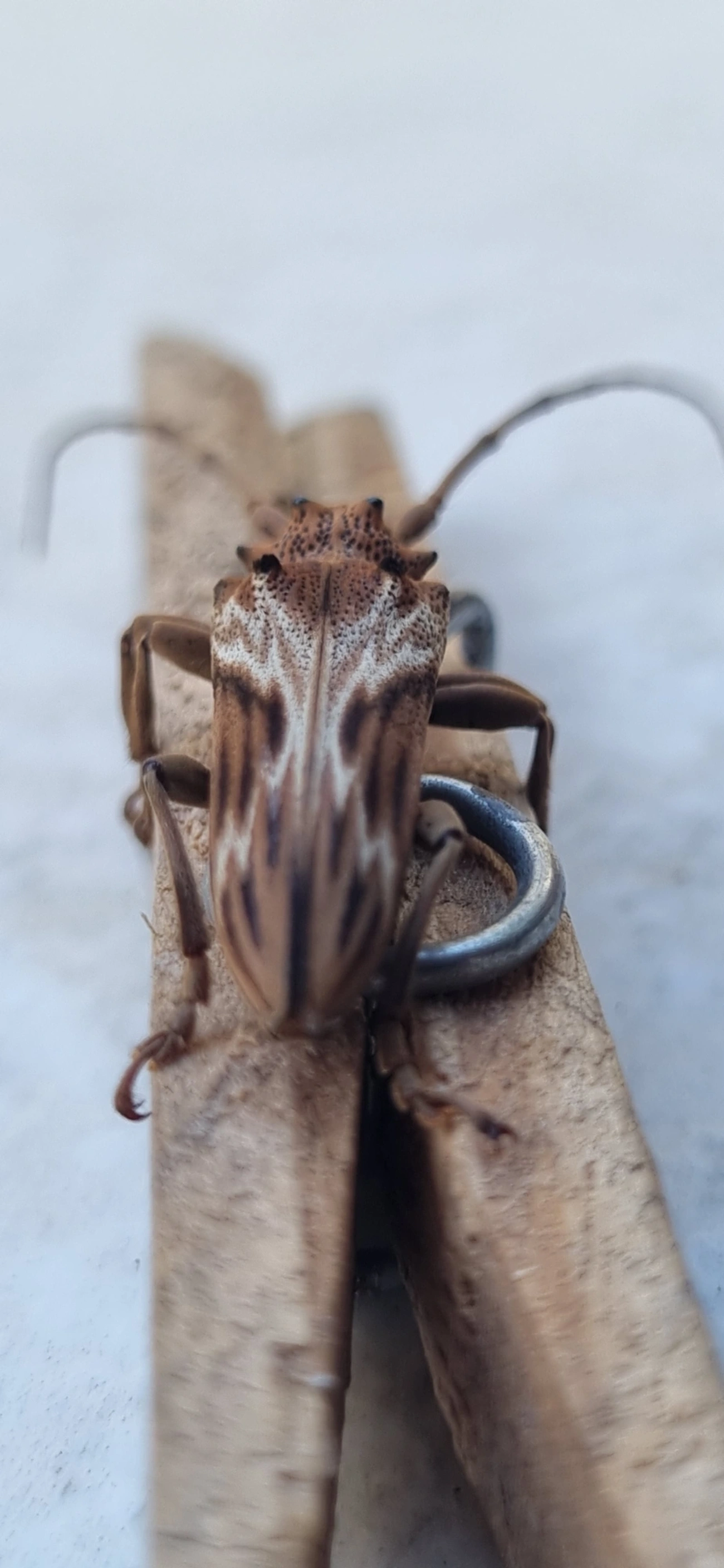 Rhaphiptera nodifera, insetos, fotografado em Maresias, São Sebastião