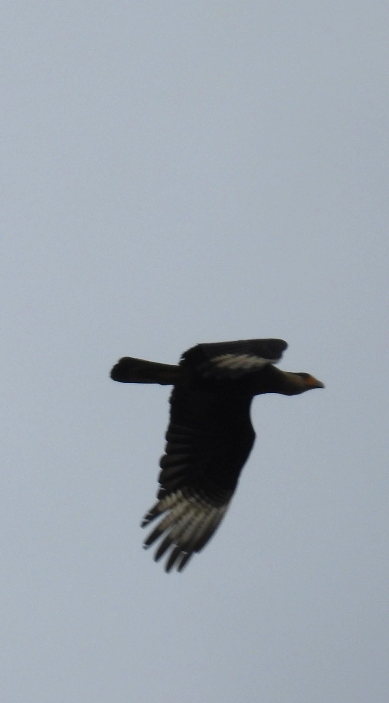 Carcará (Caracara plancus), aves, fotografado em Santa Isabel