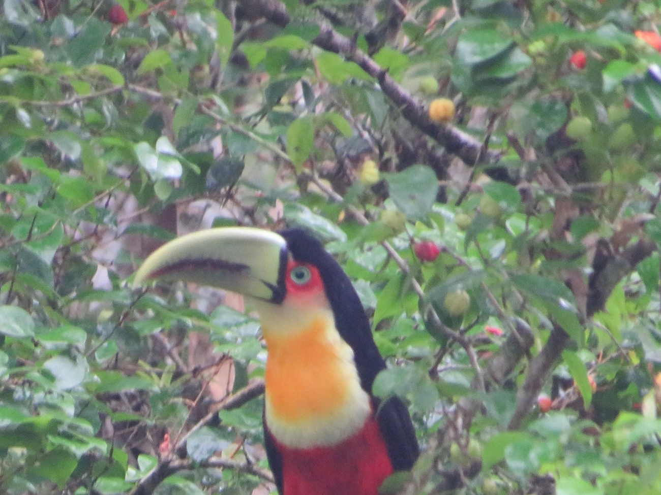 Tucano-de-bico-verde (Ramphastos dicolorus), aves, fotografado em Maresias, São Sebastião