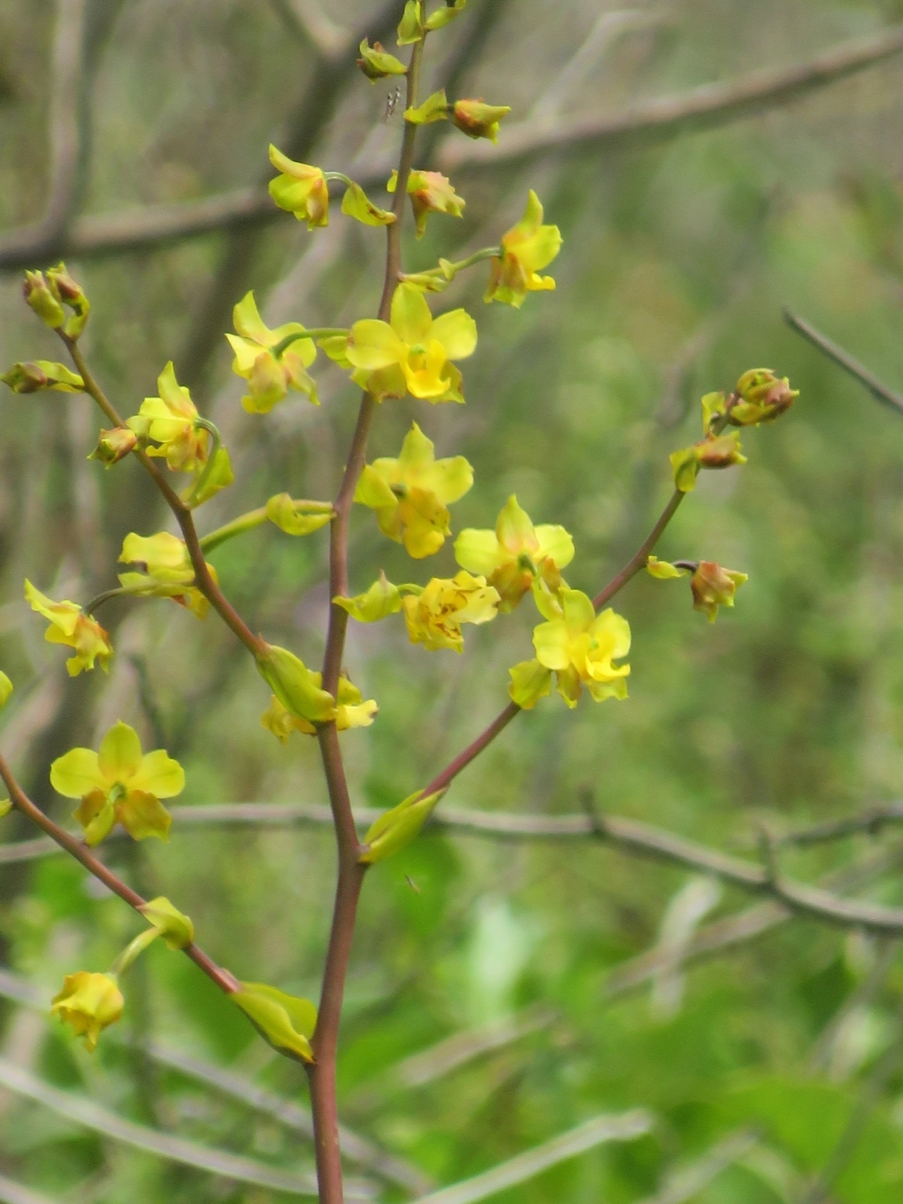 Rabo-de-tatu-amarelo (Cyrtopodium flavum), plantas, fotografado em Mocóca