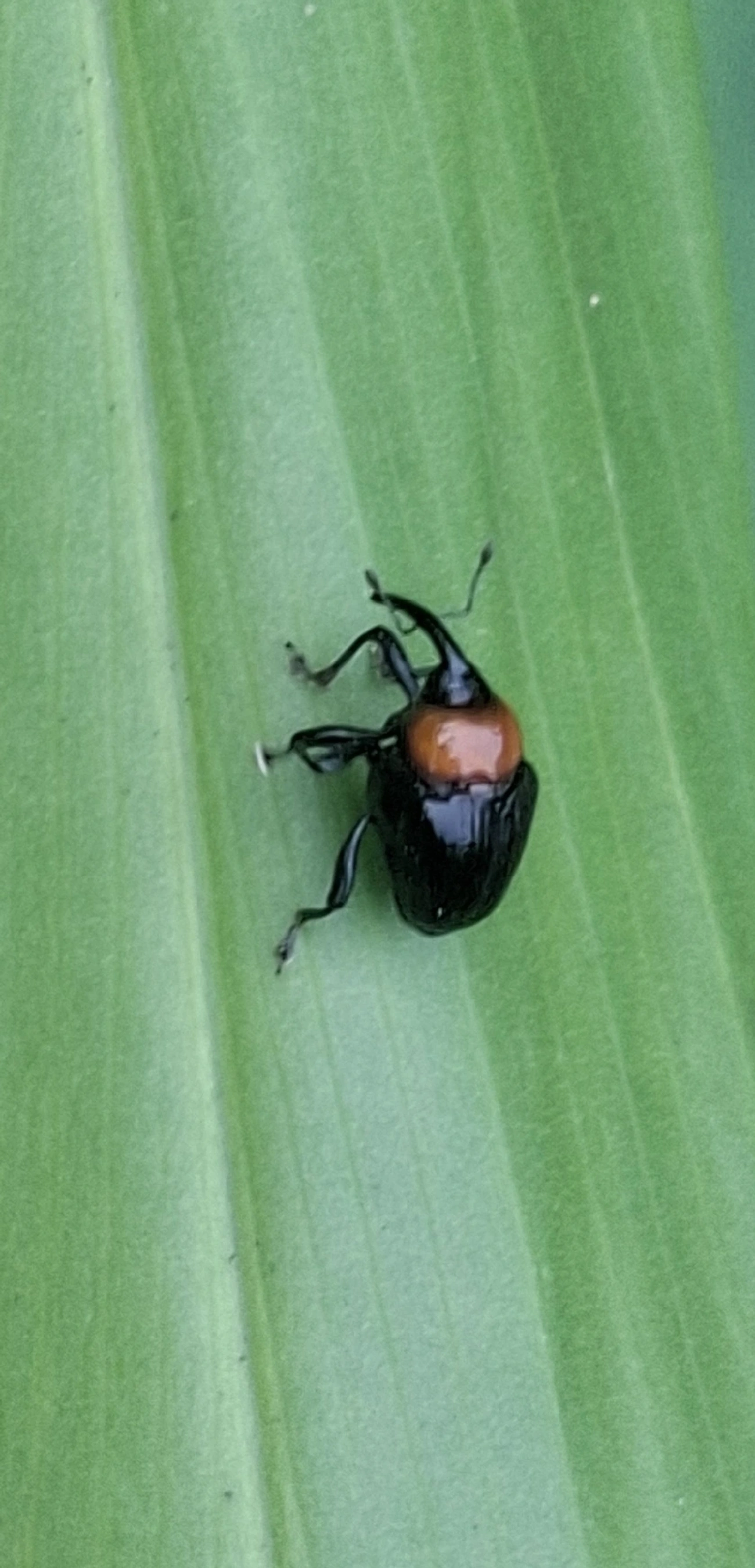 Xystus sanguinicollis, insetos, fotografado em Maresias, São Sebastião