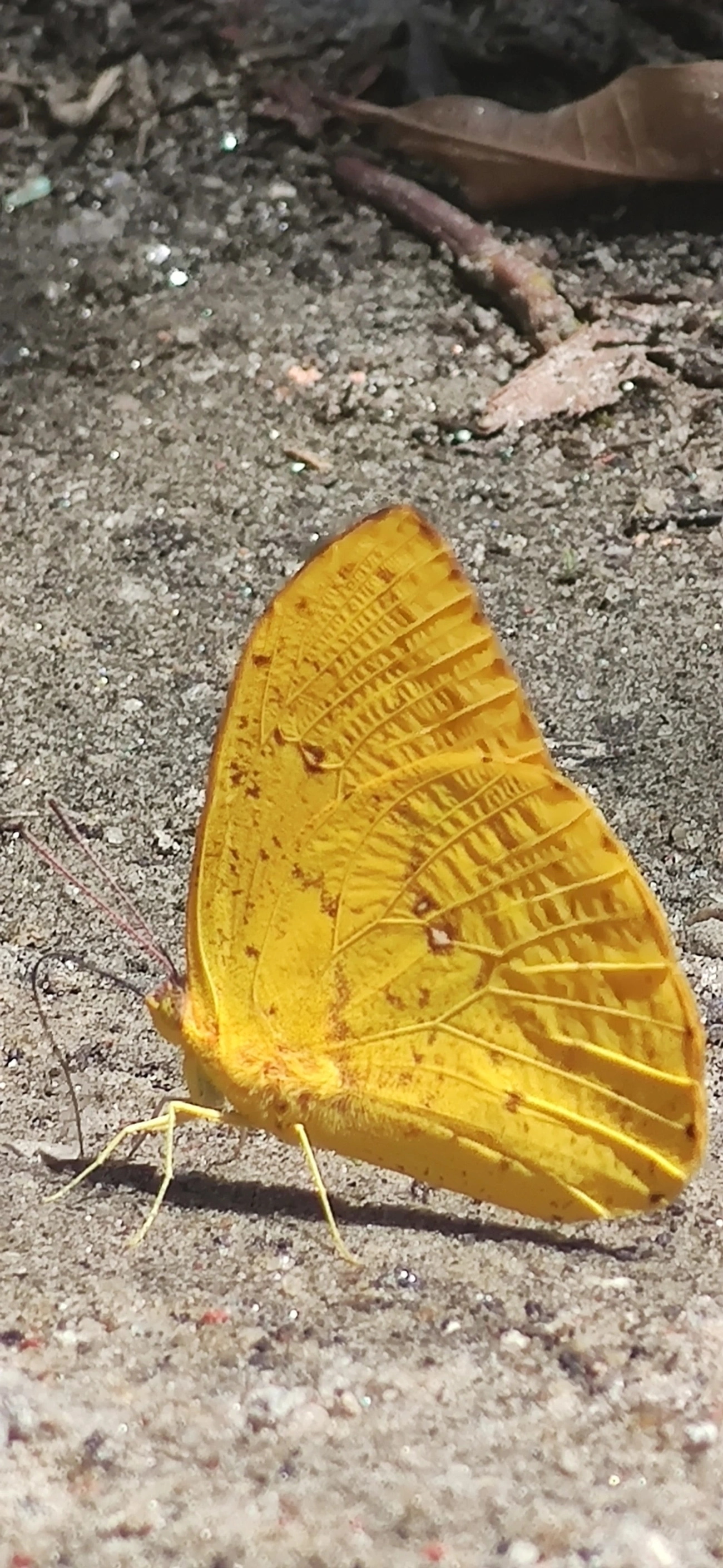 Borboleta-amarela (Phoebis argante), insetos, fotografado em Maresias, São Sebastião