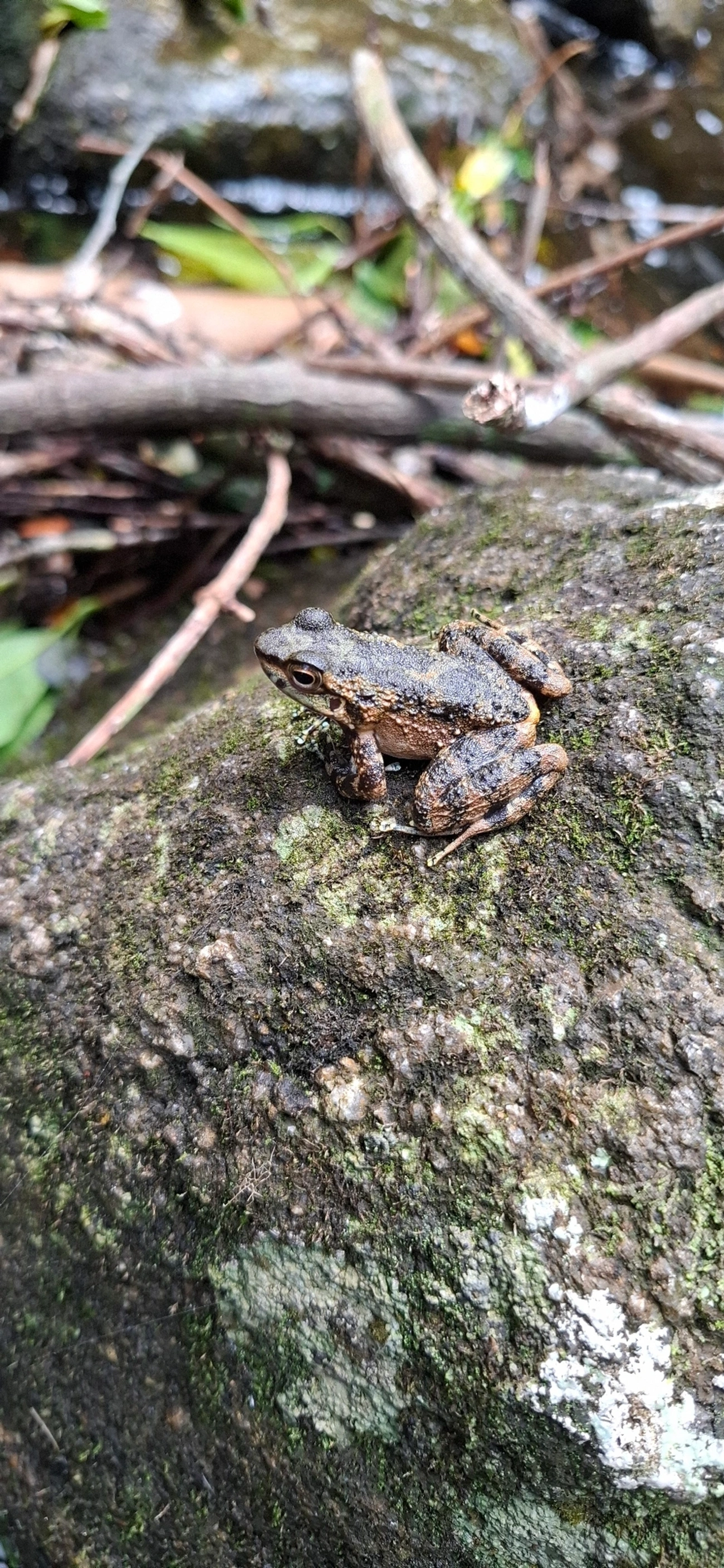 Rã-de-corredeira (Hylodes asper), anfíbios, fotografado em São Sebastião