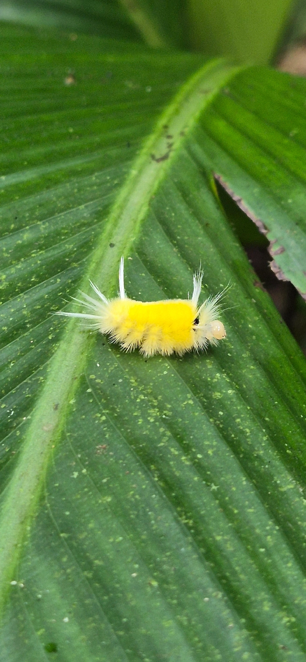 Lophocampa, insetos, fotografado em Camburí, São Sebastião