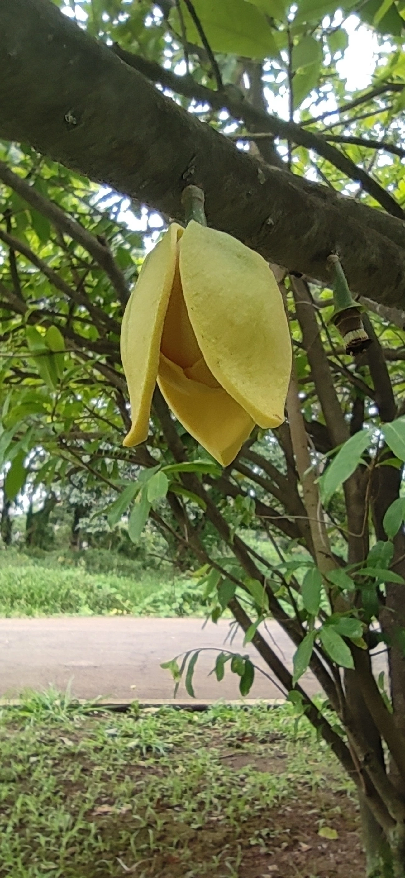 Marolo (Annona crassiflora), plantas, fotografado em Vila Santo Estevão, São Paulo