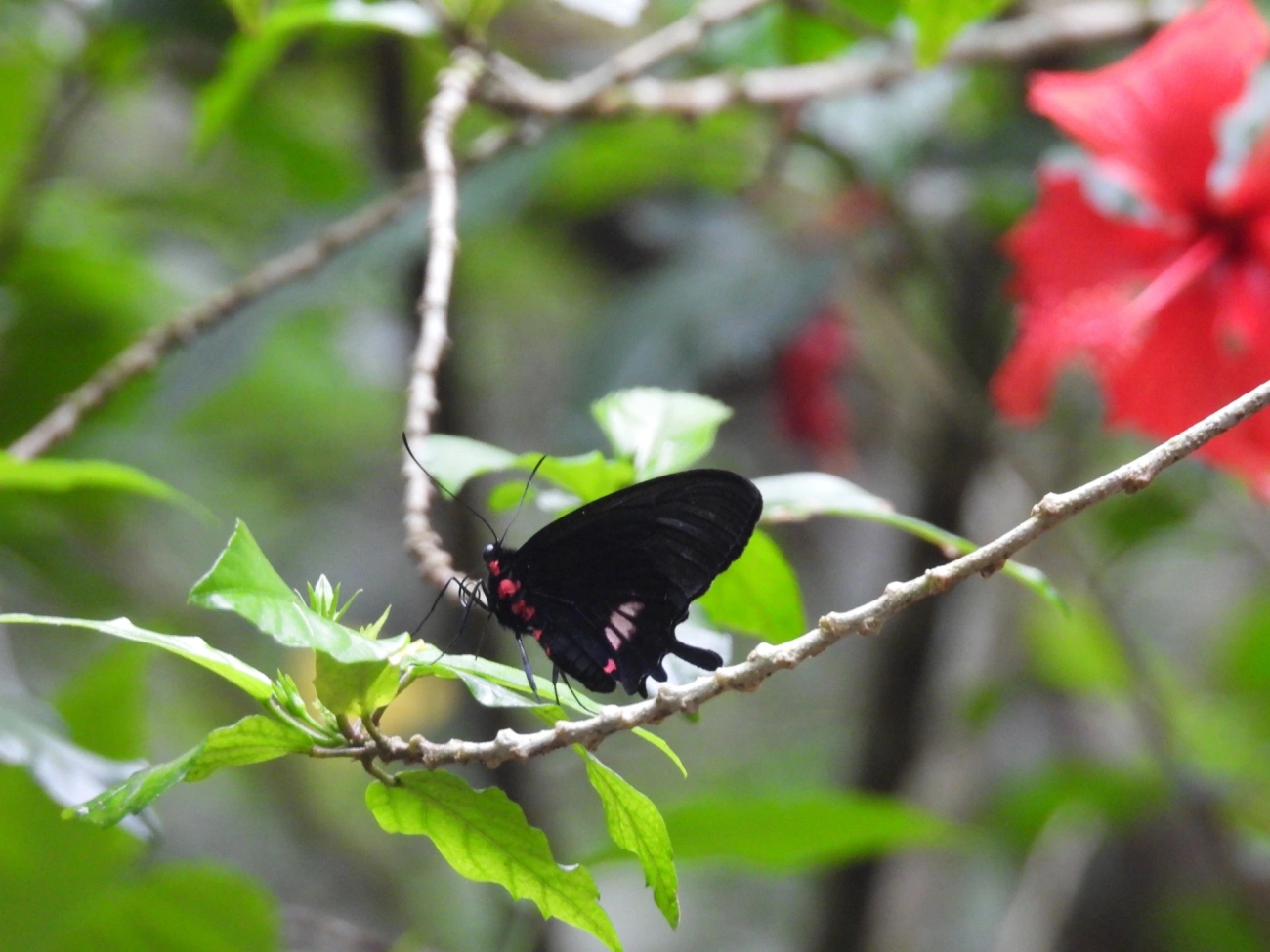 Parides tros, insetos, fotografado em Maresias, São Sebastião