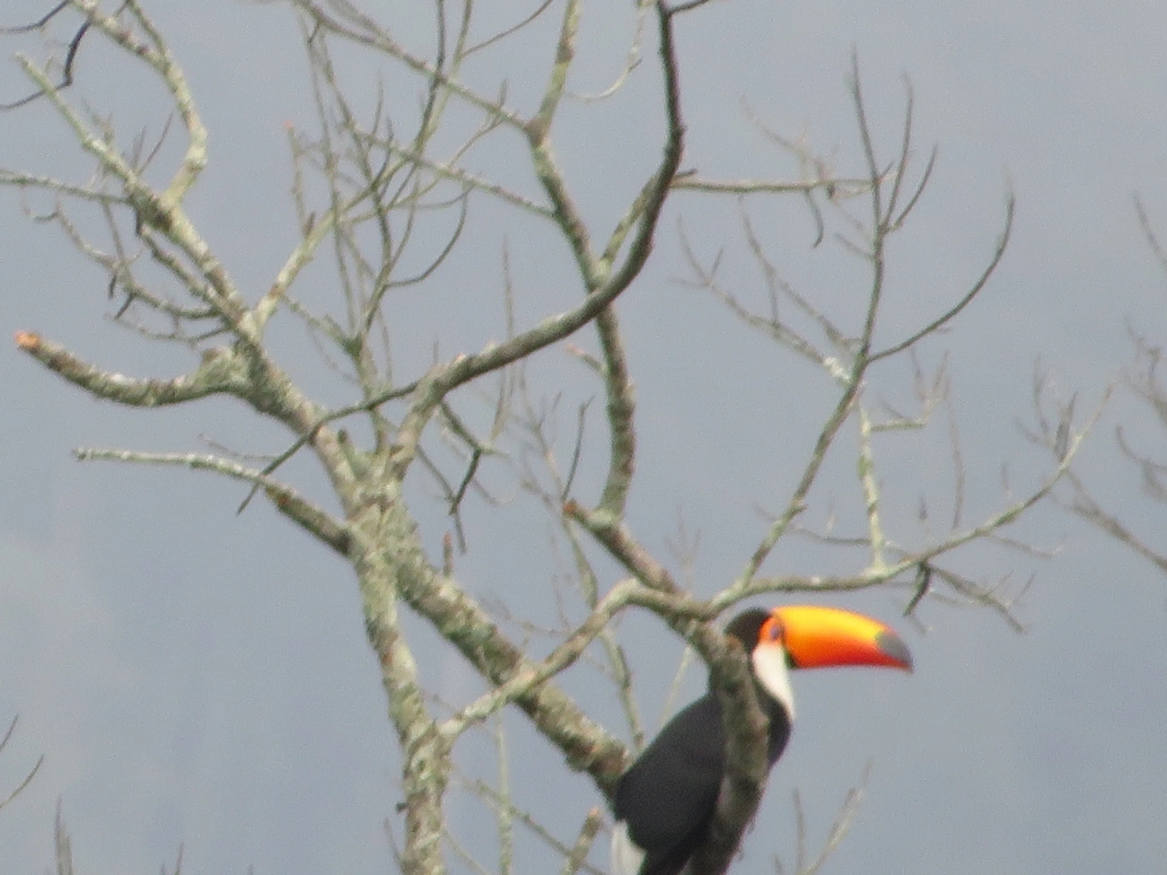 Tucano-toco (Ramphastos toco), aves, fotografado em Maresias, São Sebastião