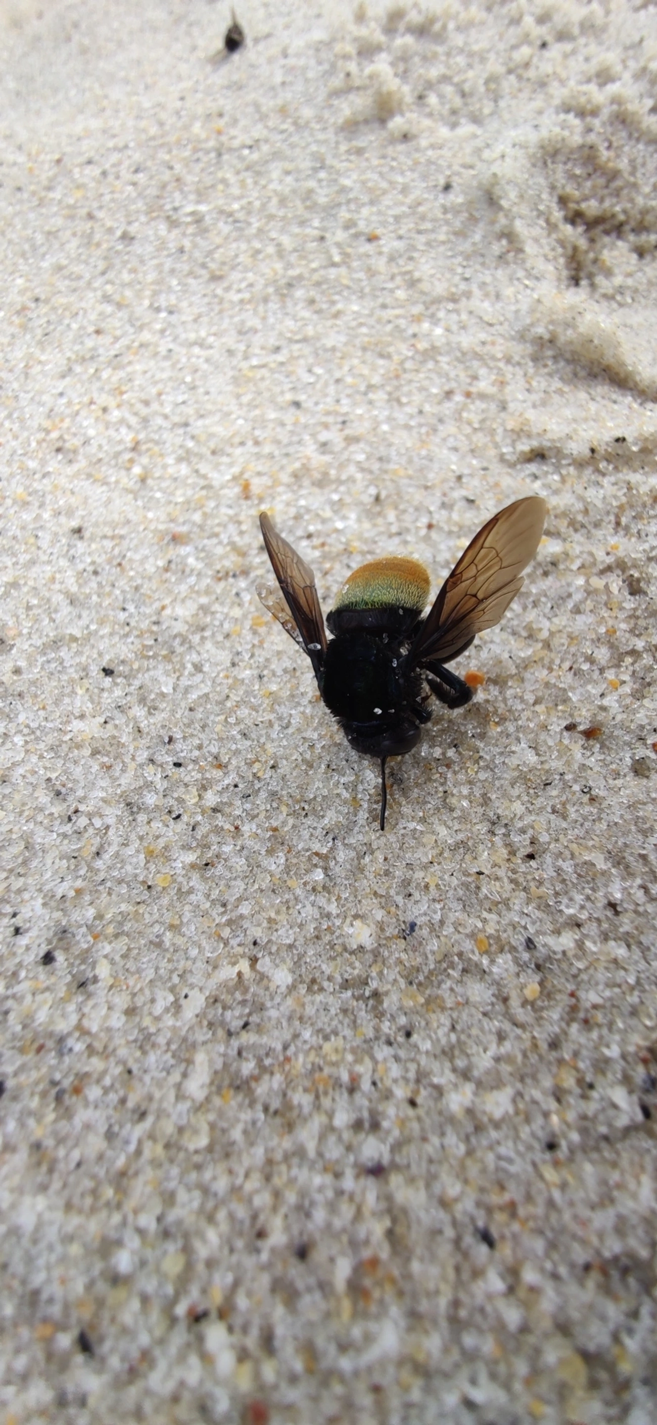 Eufriesea, insetos, fotografado em São Sebastião