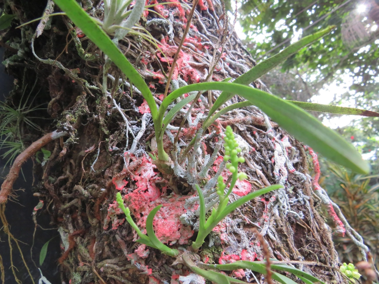 Polystachya, plantas, fotografado em Maresias, São Sebastião