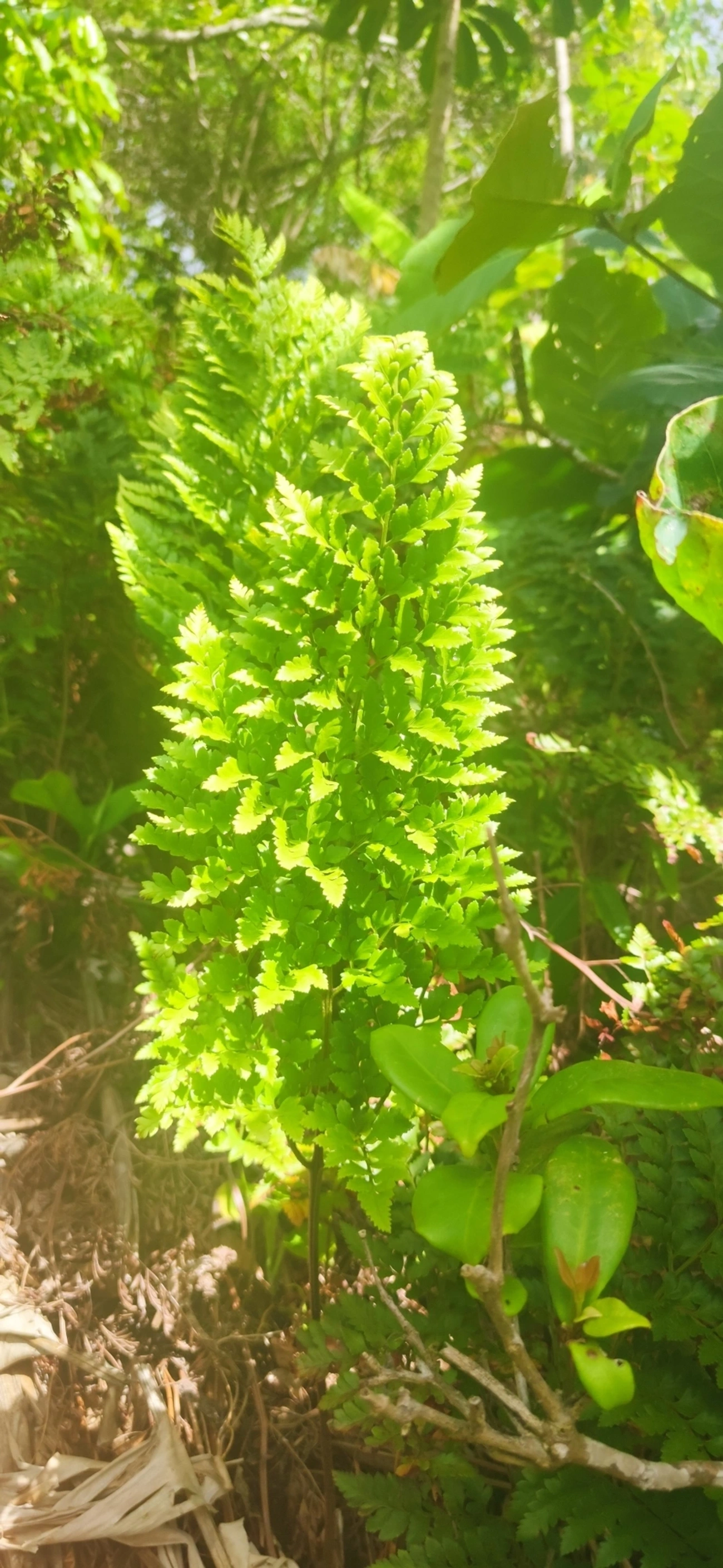 Samambaia-preta (Rumohra adiantiformis), plantas, fotografado em Maresias, São Sebastião