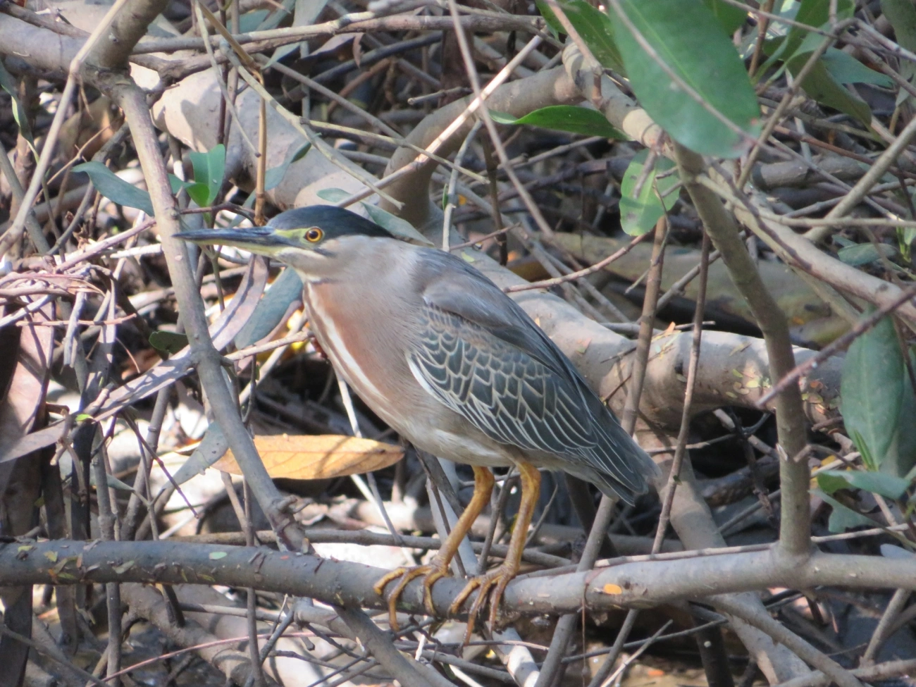 Socozinho (Butorides striata), aves, fotografado em Indaiá, Caraguatatuba