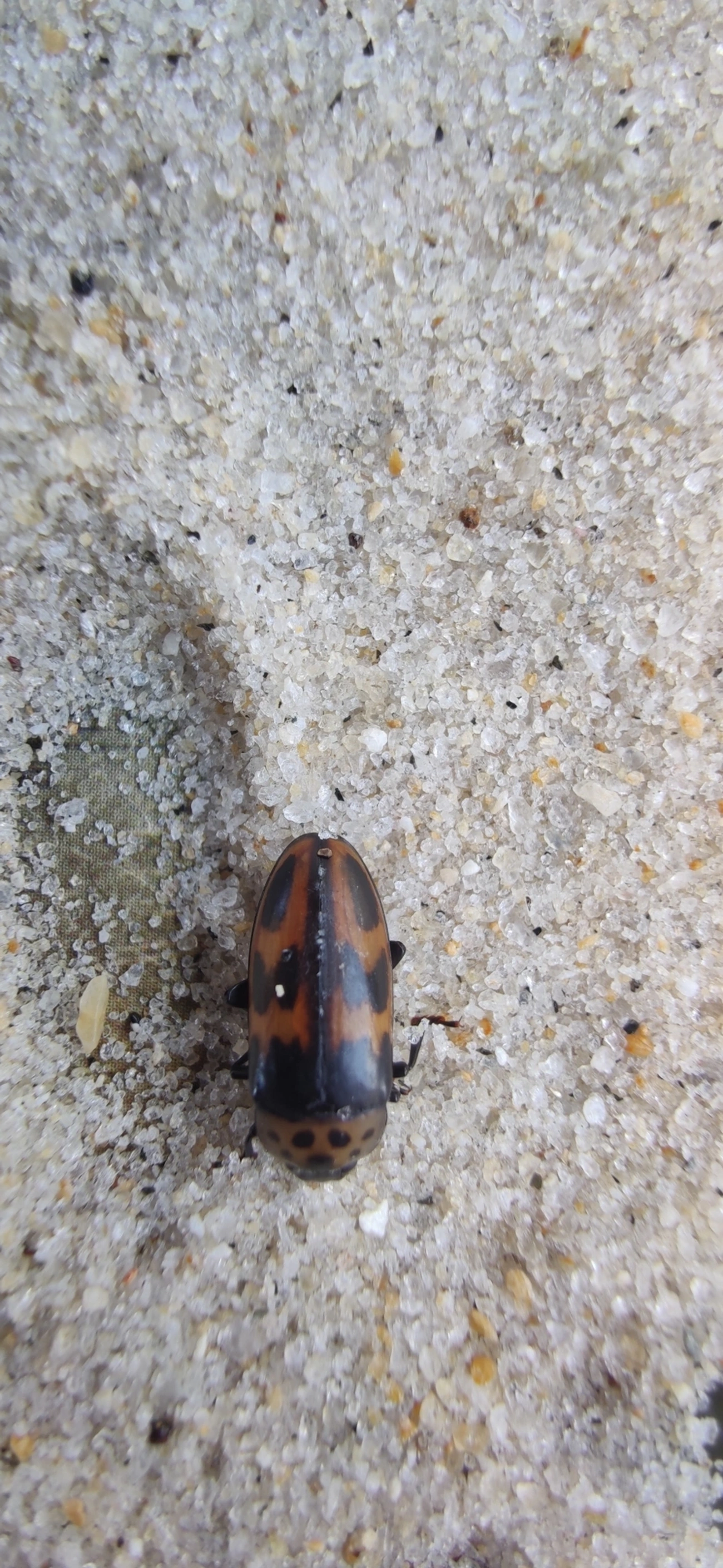 Pselaphacus puncticollis, insetos, fotografado em São Sebastião