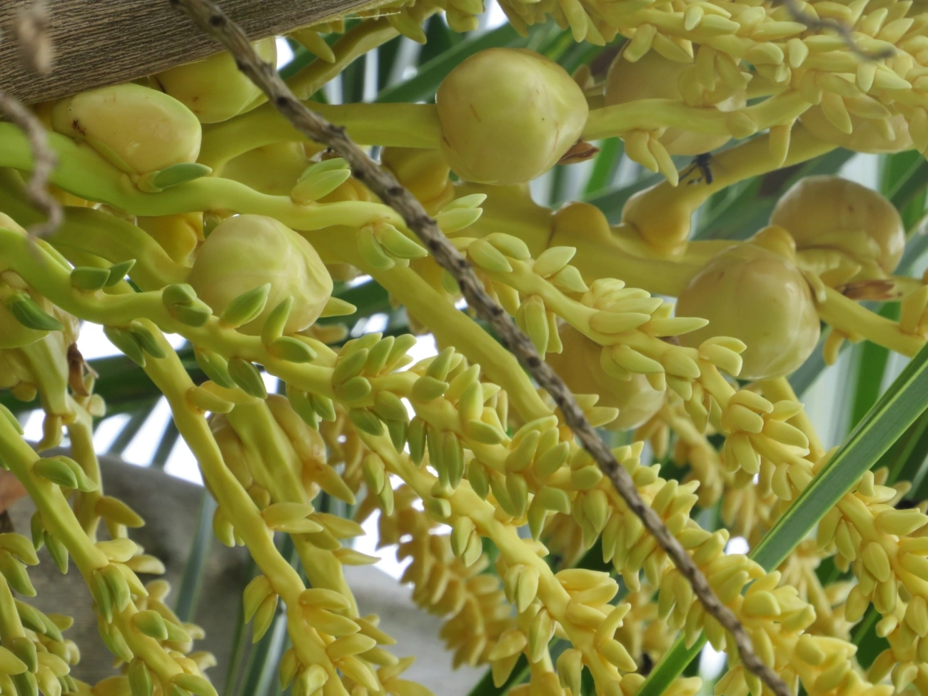 Coqueiro (Cocos nucifera), plantas, fotografado em Maresias, São Sebastião