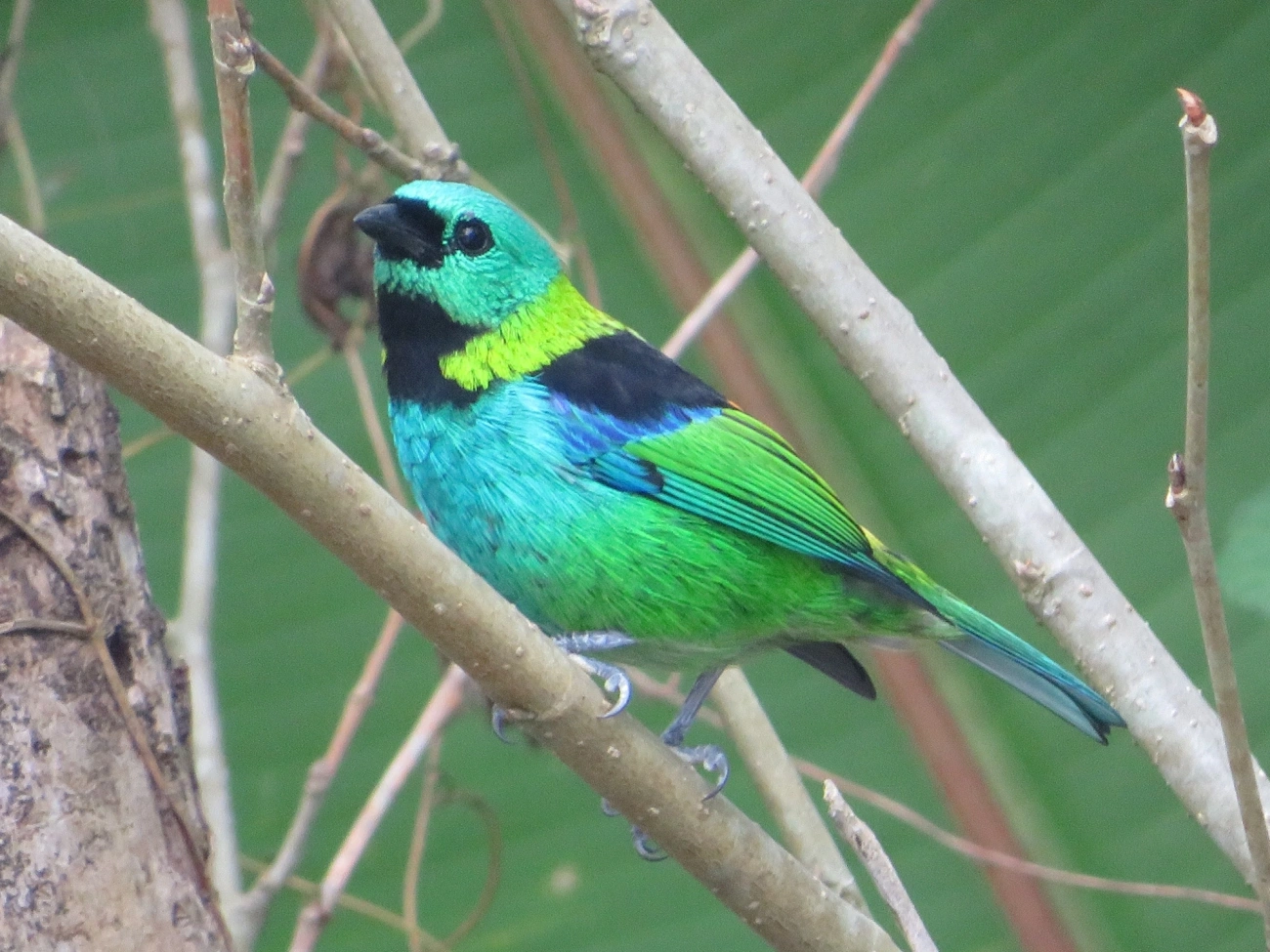Saíra-sete-cores (Tangara seledon), aves, fotografado em Maresias, São Sebastião