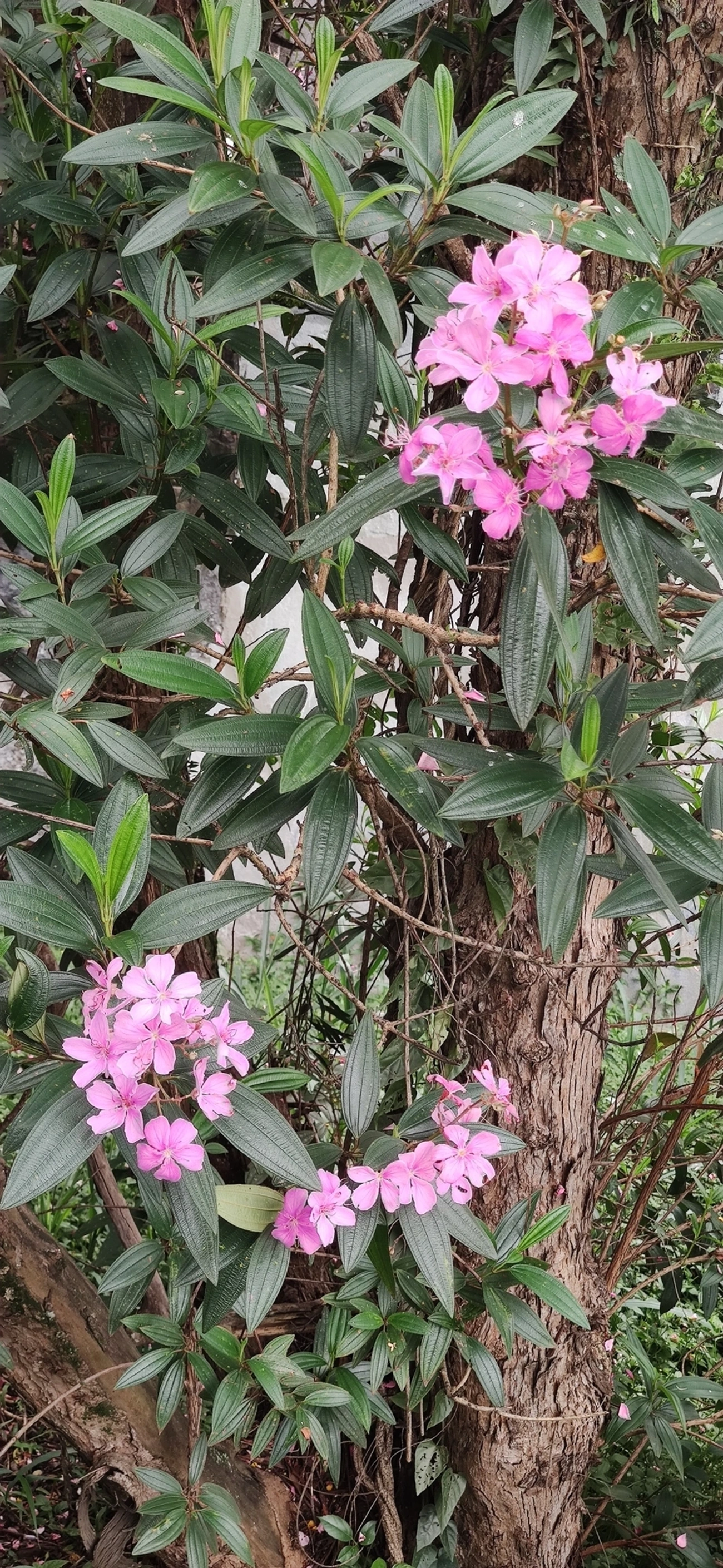 Manacá-da-serra (Pleroma mutabile), plantas, fotografado em R. Acurui, São Paulo