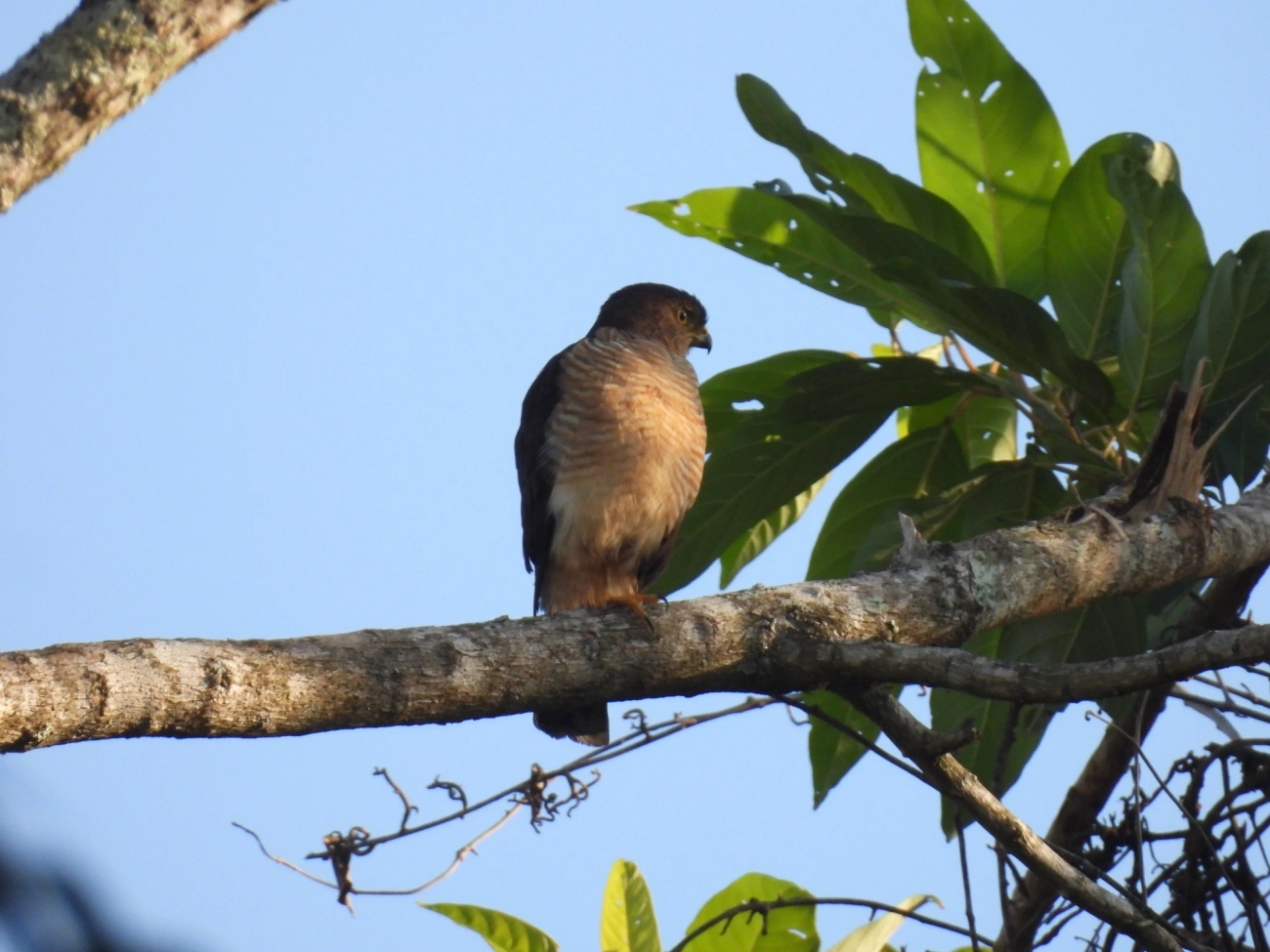 Gavião-miudinho (Microspizias superciliosus), aves, fotografado em Maresias, São Sebastião
