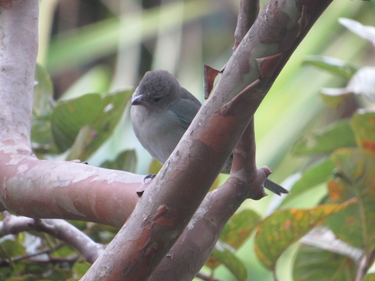 Sanhaço-cinzento (Thraupis sayaca), aves, fotografado em Maresias, São Sebastião