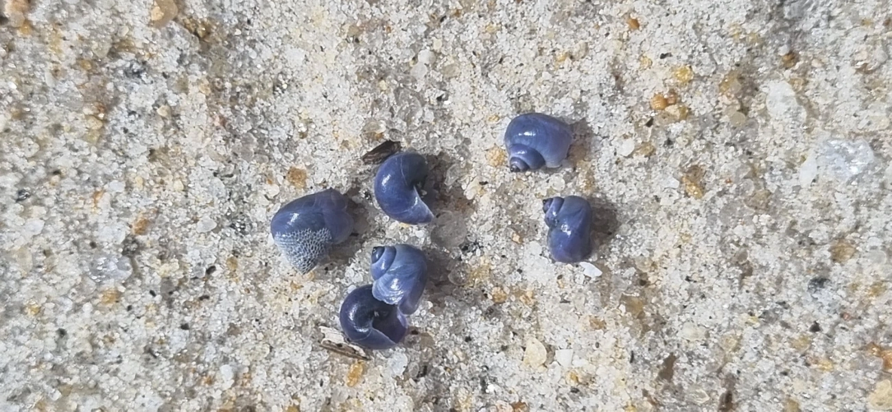 Caramujo-surfista-alongado (Janthina umbilicata), moluscos, fotografado em São Sebastião