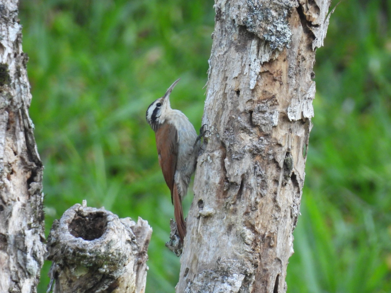 Arapaçu-do-cerrado (Lepidocolaptes angustirostris), aves, fotografado em Queluz