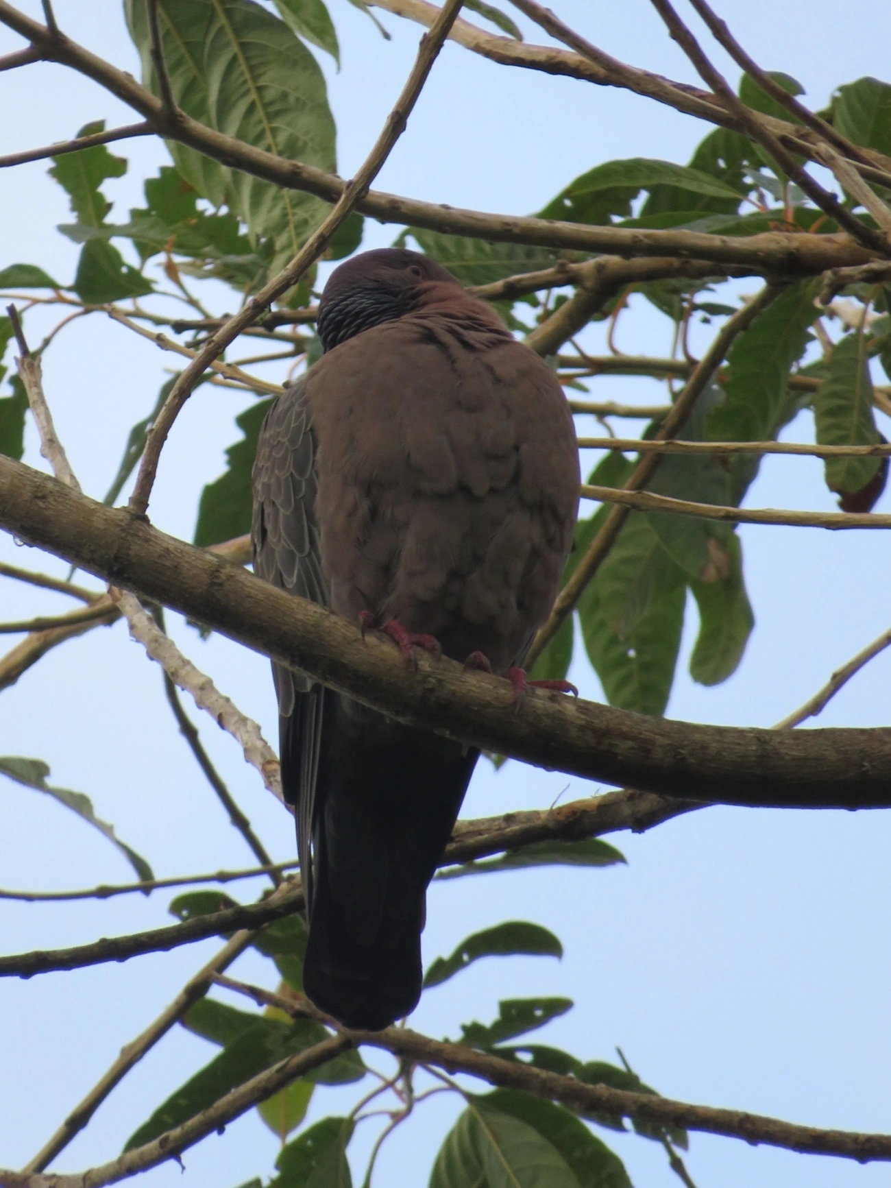 Asa-branca (Patagioenas picazuro), aves, fotografado em Maresias, São Sebastião