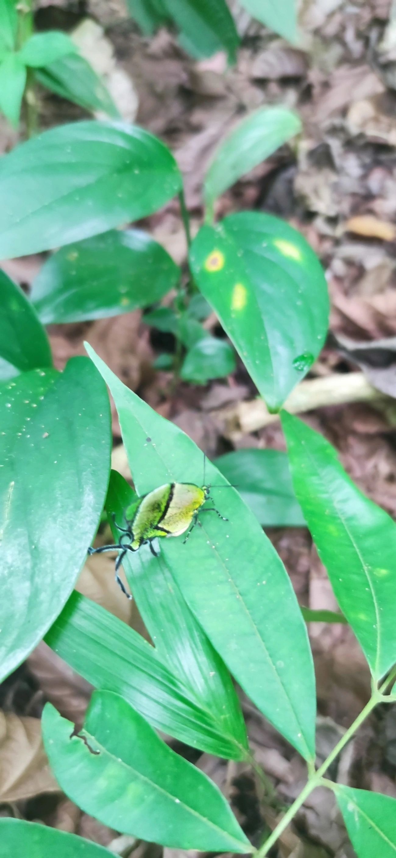 Arcas tuneta, insetos, fotografado em Maresias, São Sebastião