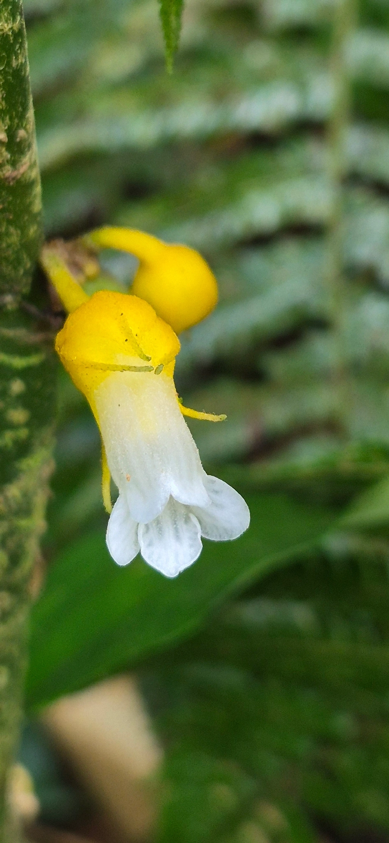 Amarelinha-bicudinha-da-mata (Besleria longimucronata), plantas, fotografado em Camburí, São Sebastião