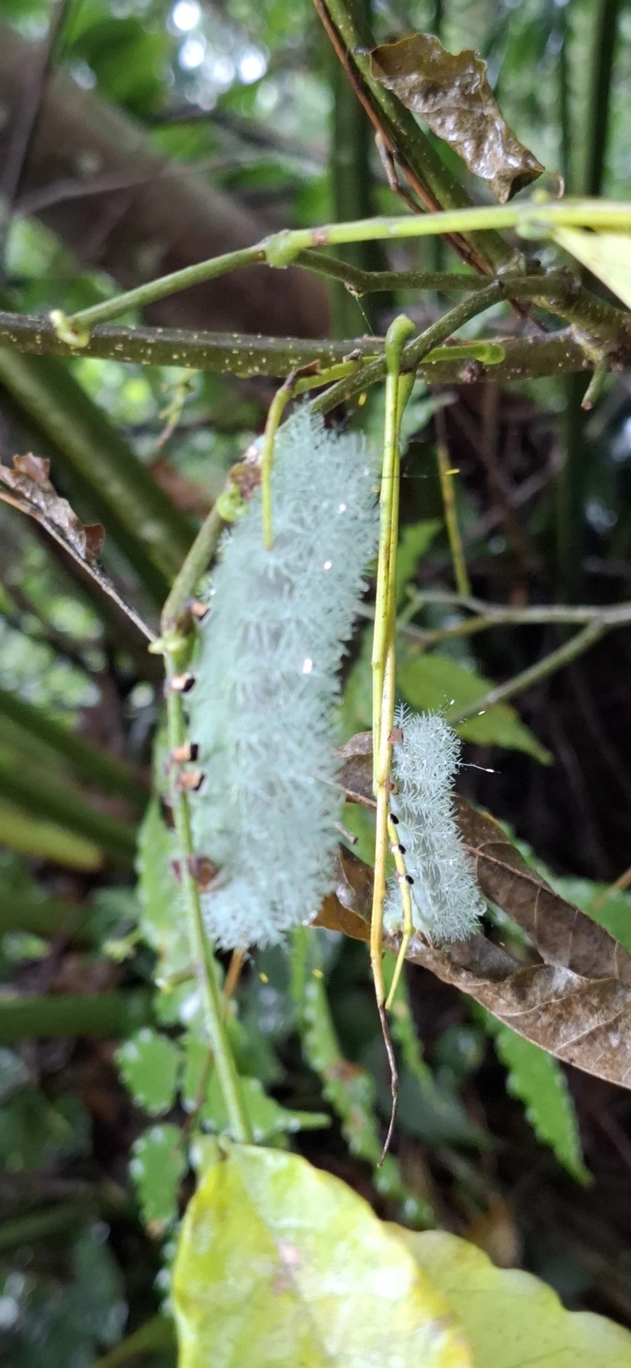 Gamelia, insetos, fotografado em Maresias, São Sebastião
