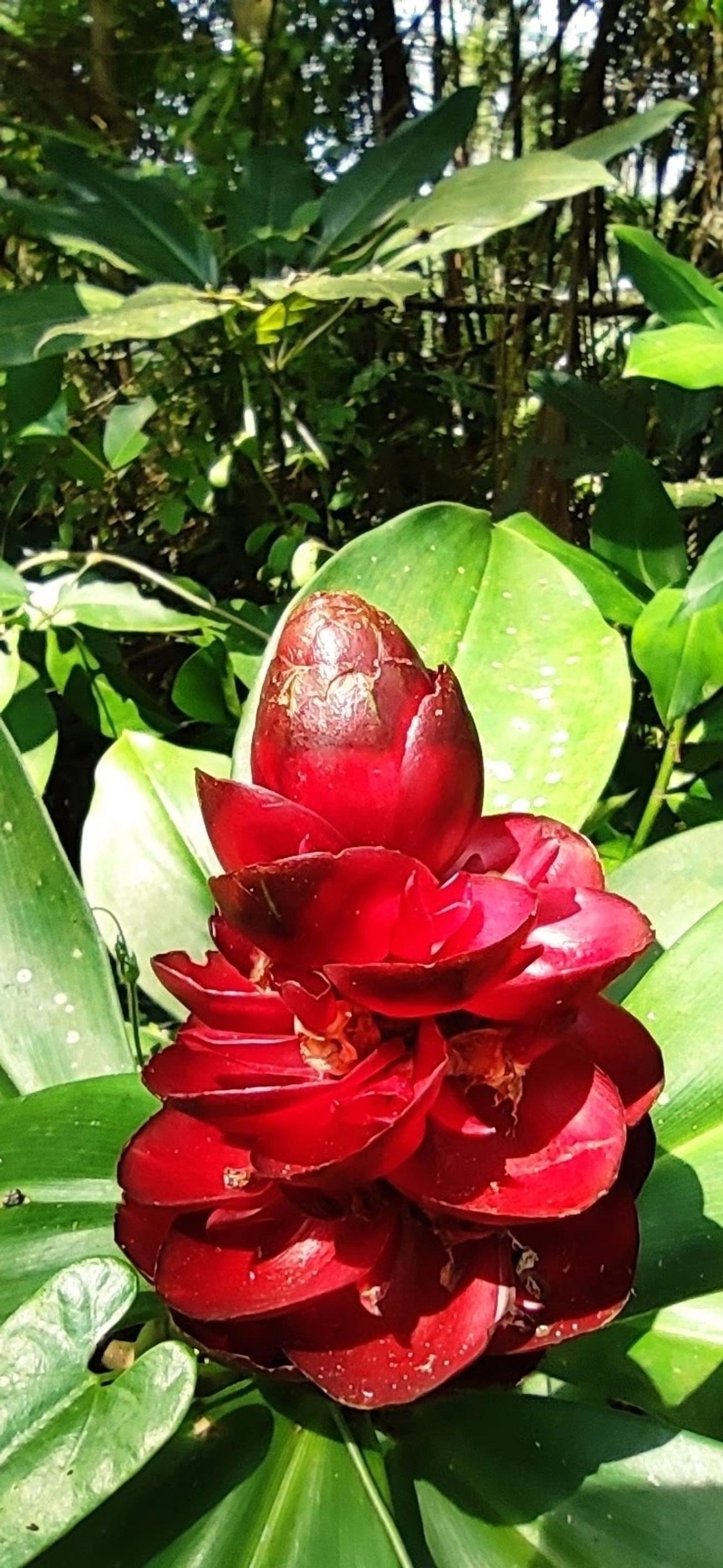 Gengibre-botão-vermelho (Costus woodsonii), plantas, fotografado em Maresias, São Sebastião