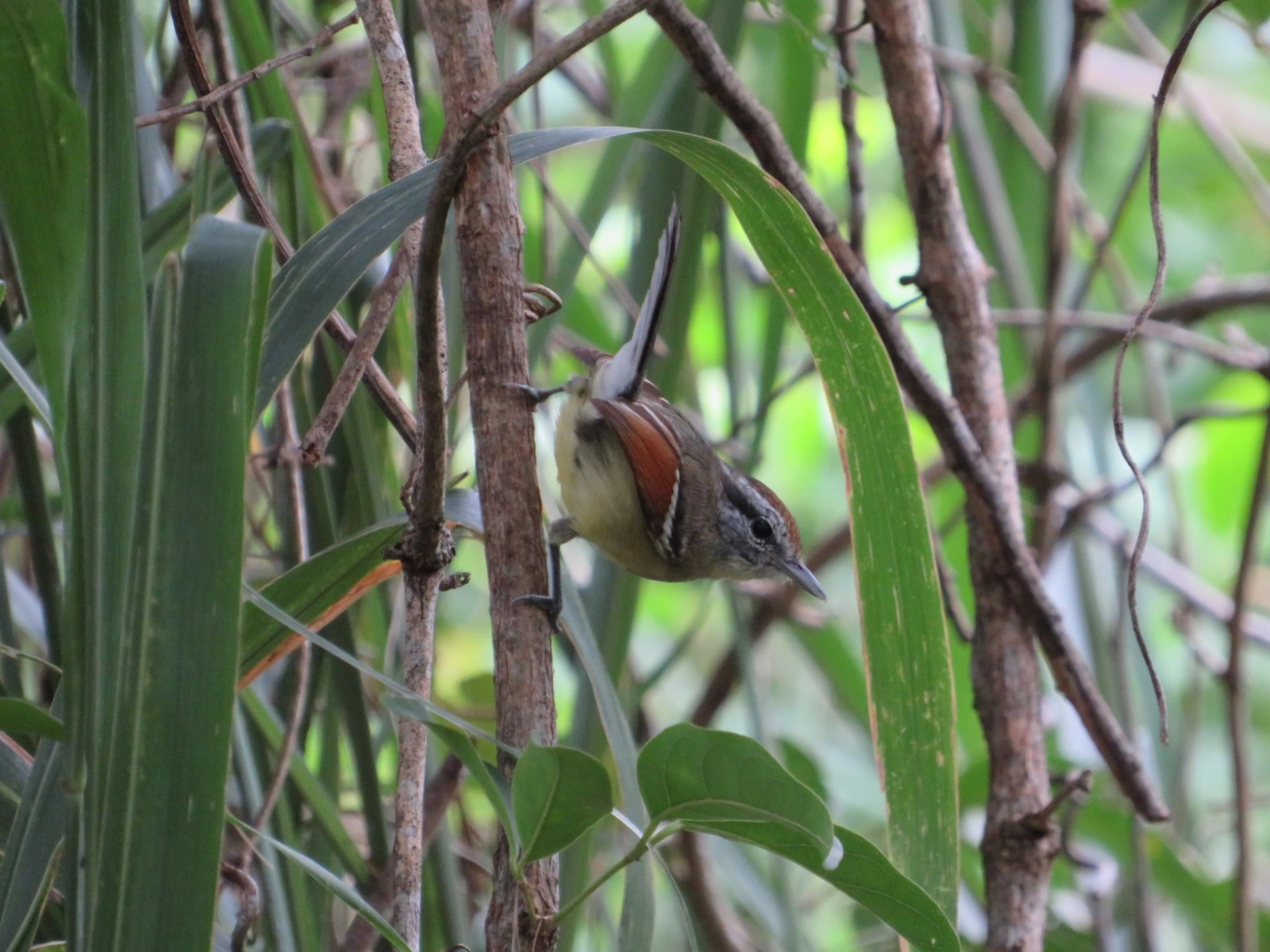 Chorozinho-de-Asa-Vermelha (Herpsilochmus rufimarginatus), aves, fotografado em Maresias, São Sebastião