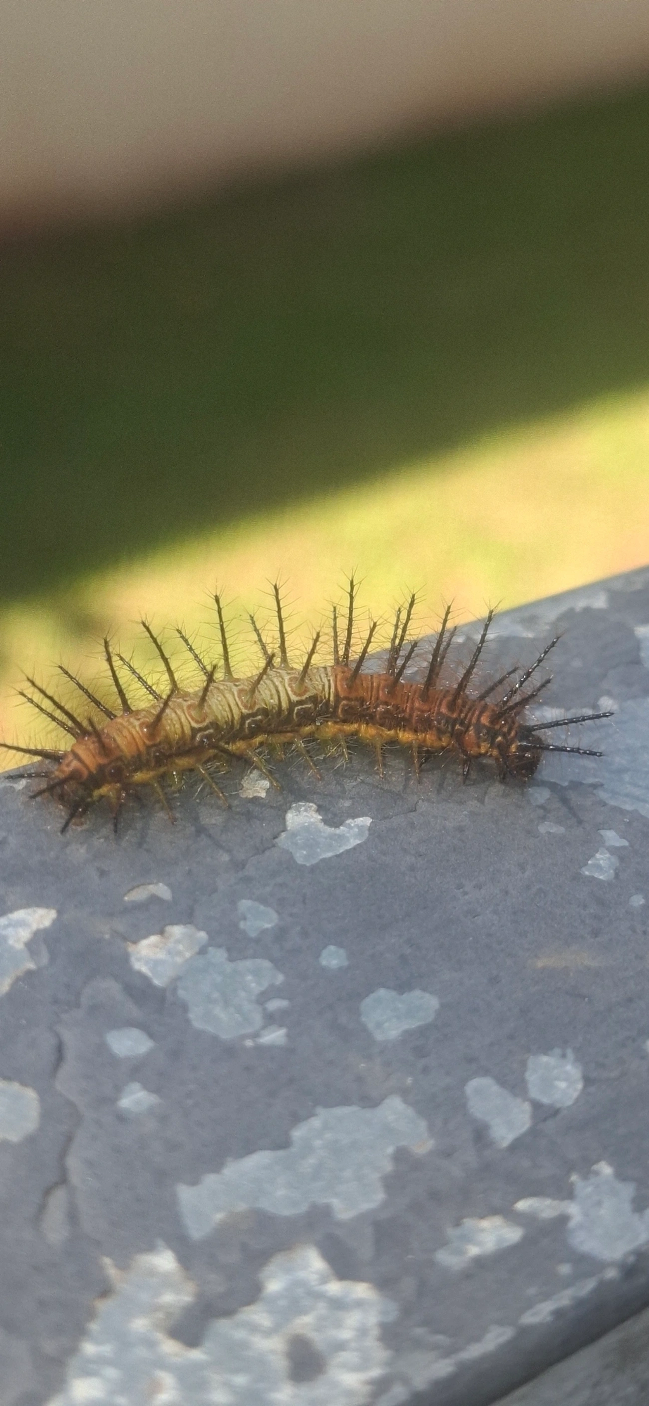 Actinotes (Actinote), insetos, fotografado em Guararema