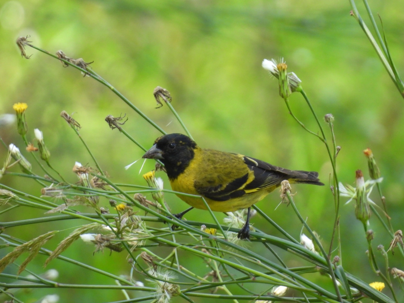 Pintassilgo (Spinus magellanicus), aves, fotografado em São Luíz do Paraitinga