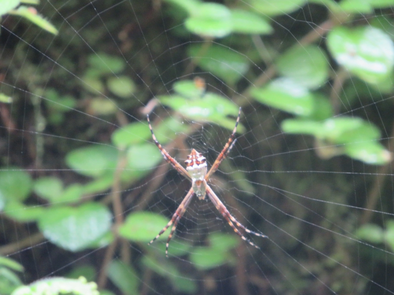 Aranha-de-prata (Argiope argentata), aracnídeos, fotografado em Maresias, São Sebastião