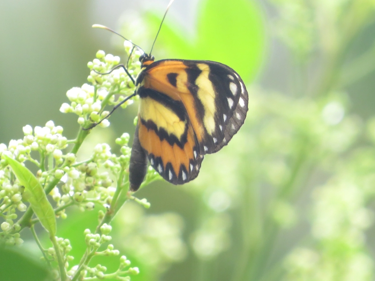 Borboleta-vidro (Pagyris euryanassa), insetos, fotografado em Maresias, São Sebastião