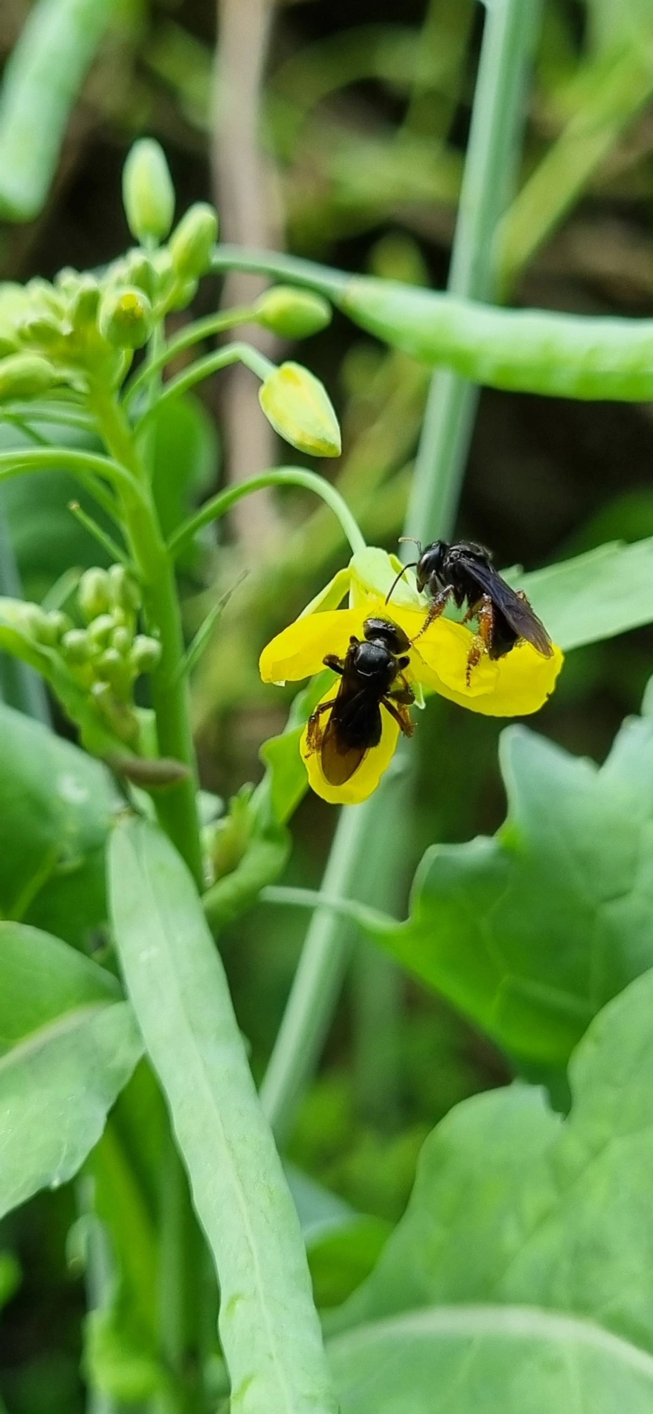 Arapuá (Trigona spinipes), insetos, fotografado em Maresias, São Sebastião