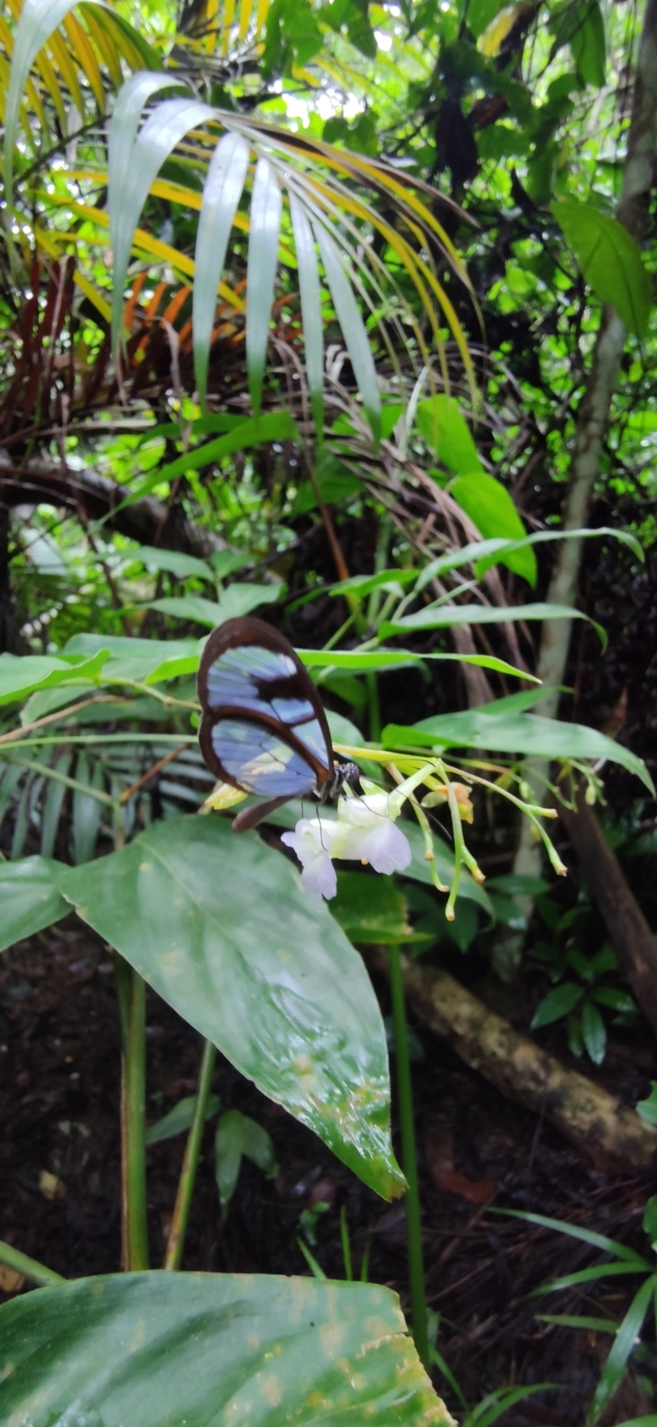 Borboleta-vidro (Oleria aquata), insetos, fotografado em Maresias, São Sebastião