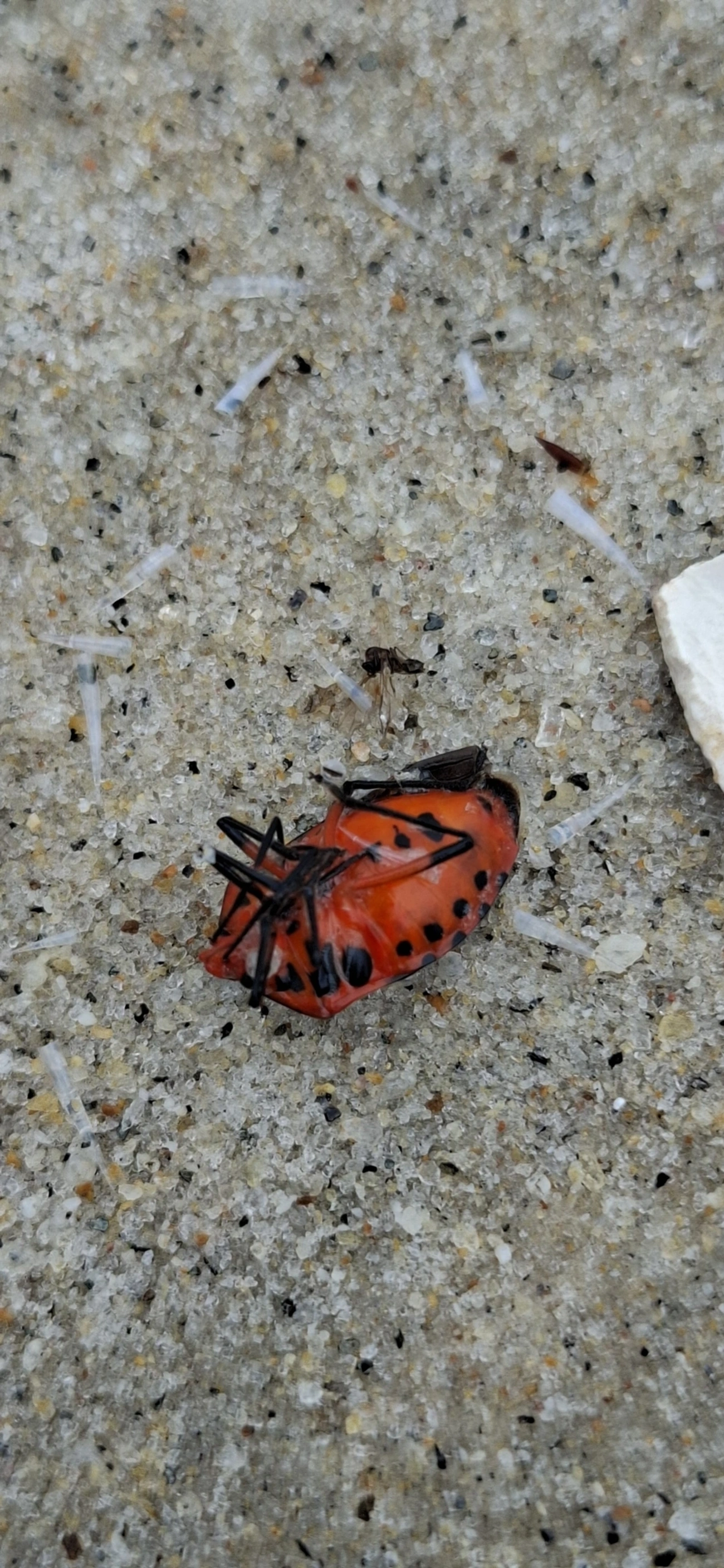 Arocera spectabilis, insetos, fotografado em Maresias, São Sebastião
