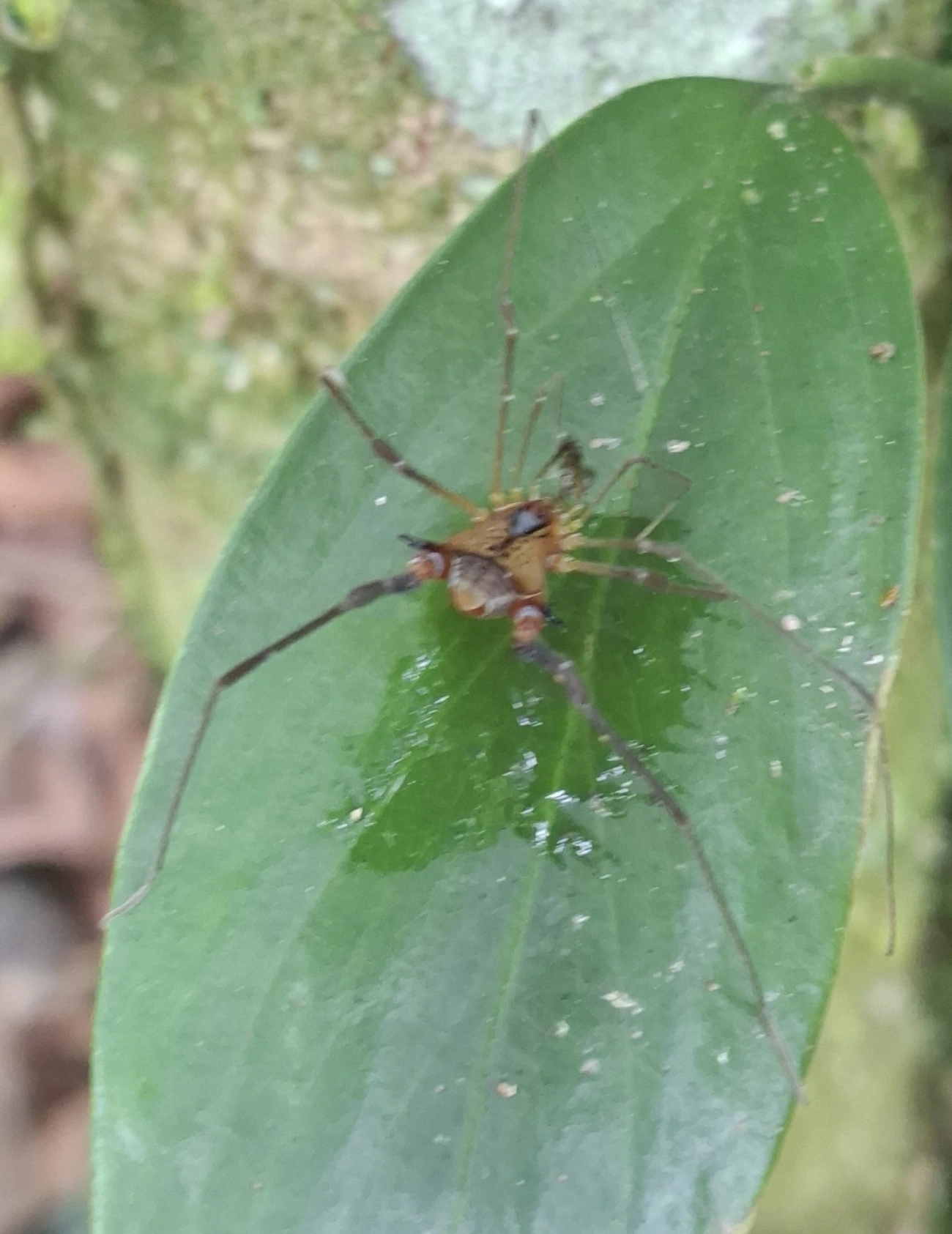 Progonyleptoidellus, aracnídeos, fotografado em Maresias, São Sebastião