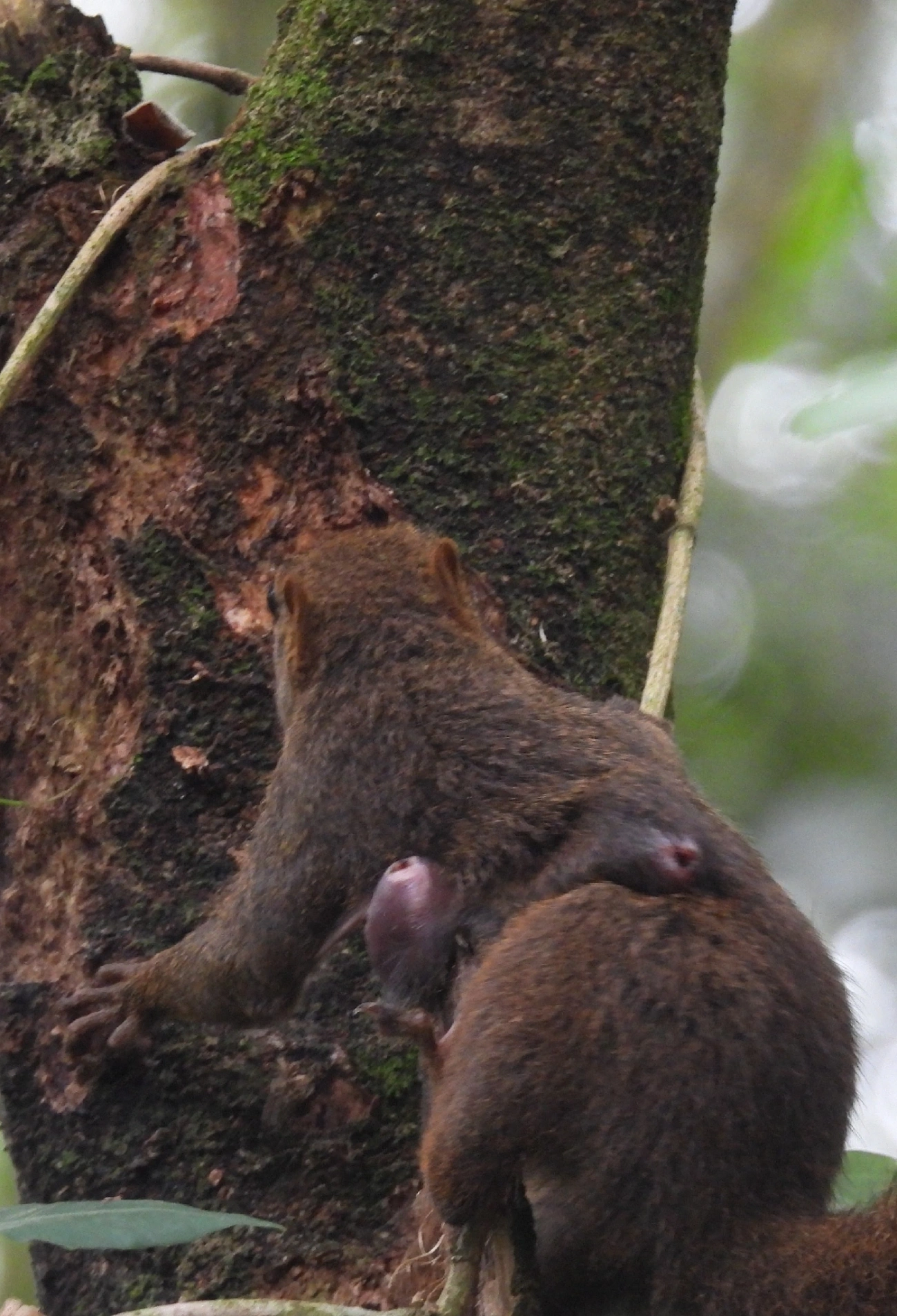 Caxinguelê (Sciurus brasiliensis), mamíferos, fotografado em Ilhabela