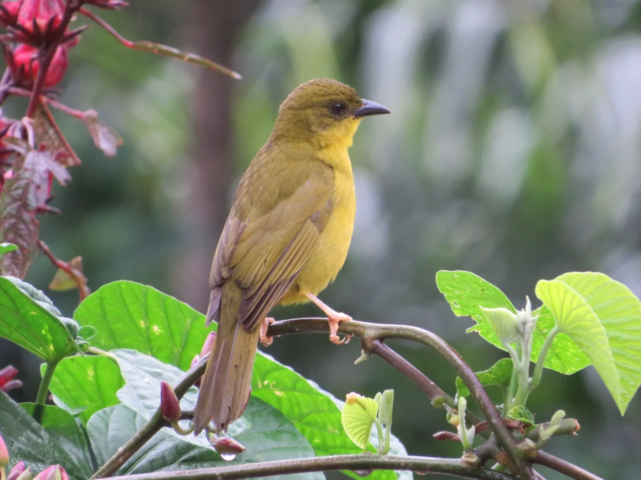 Catirumbava (Orthogonys chloricterus), aves, fotografado em Maresias, São Sebastião