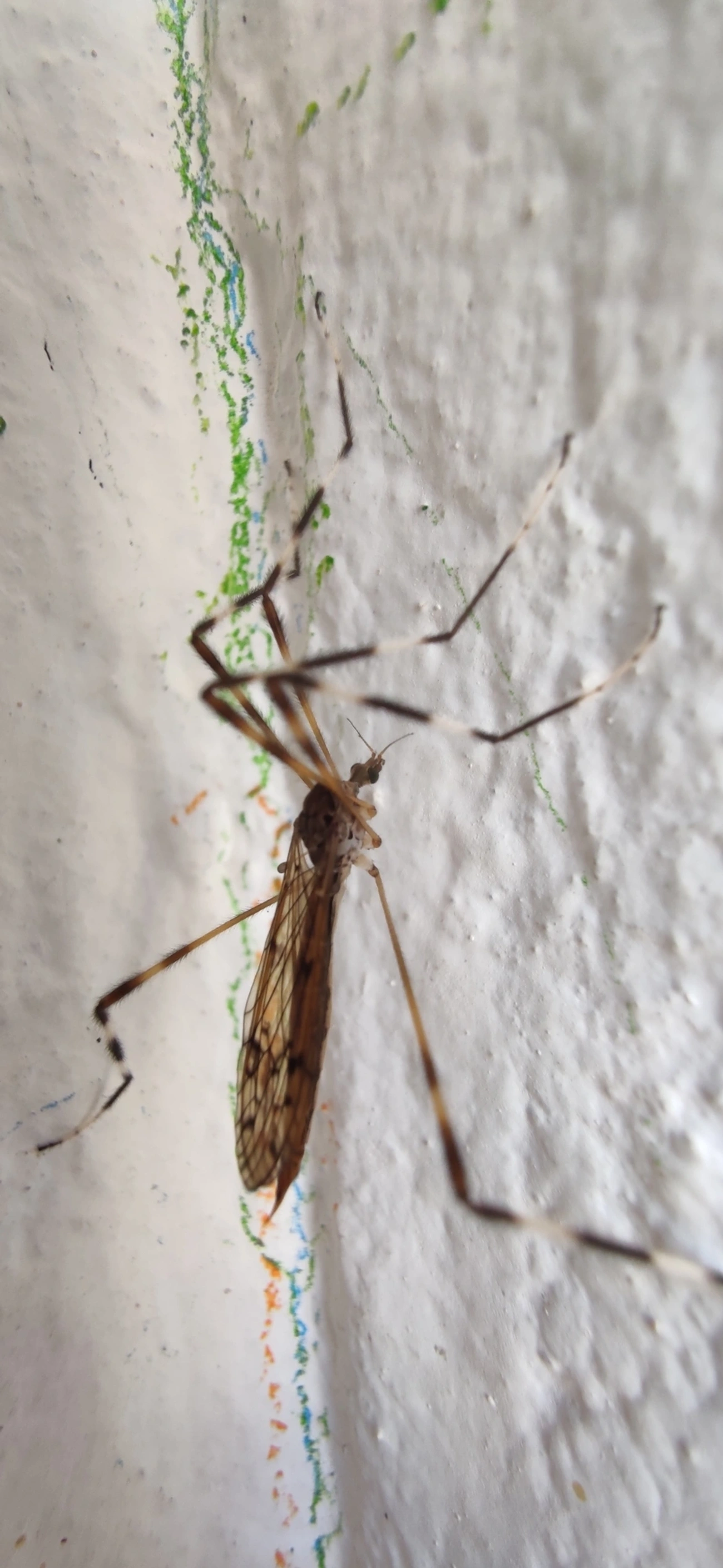Lecteria bicornuta, insetos, fotografado em Maresias, São Sebastião