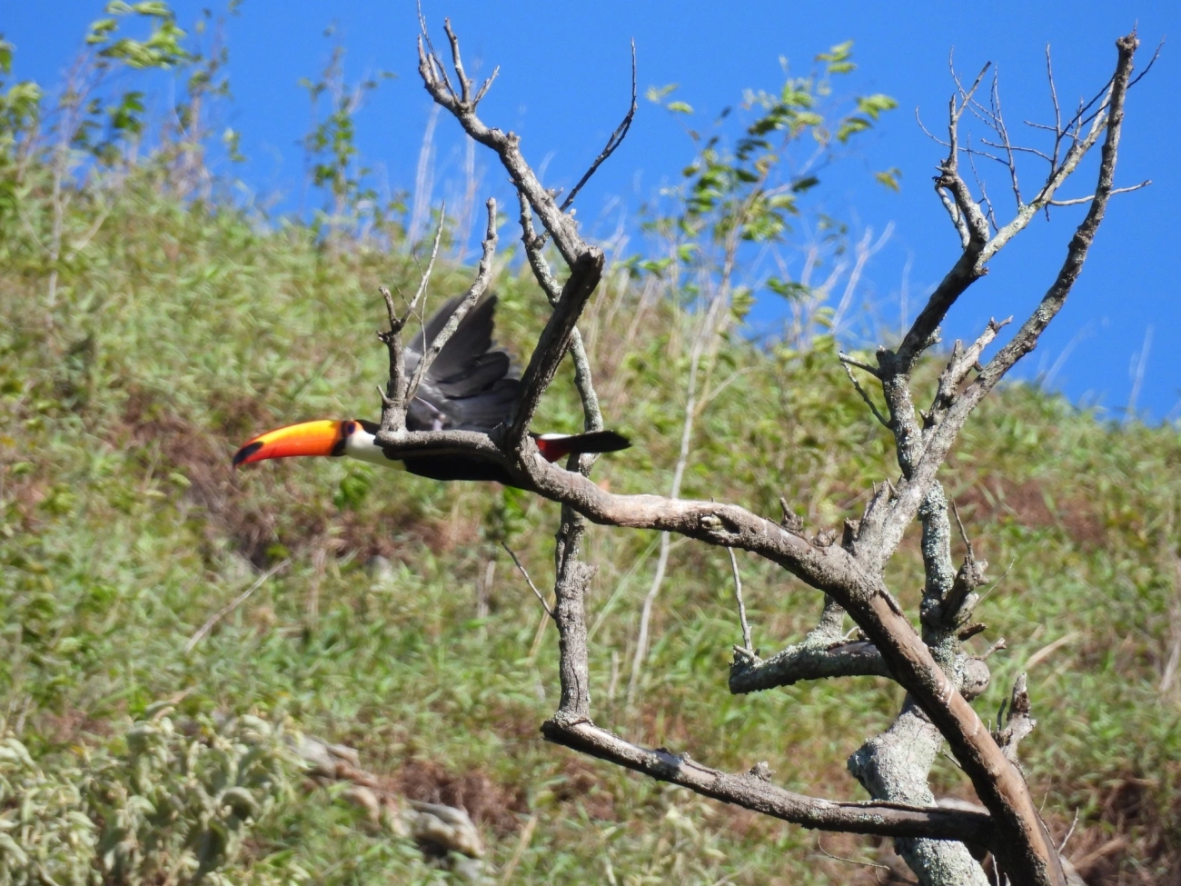Tucano-toco (Ramphastos toco), aves, fotografado em Monte Alegre do Sul