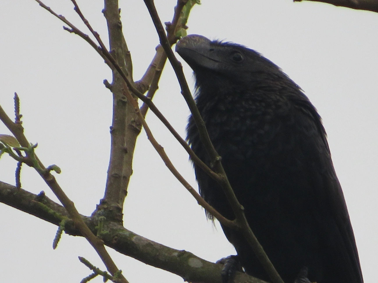 Anu-preto (Crotophaga ani), aves, fotografado em Maresias, São Sebastião