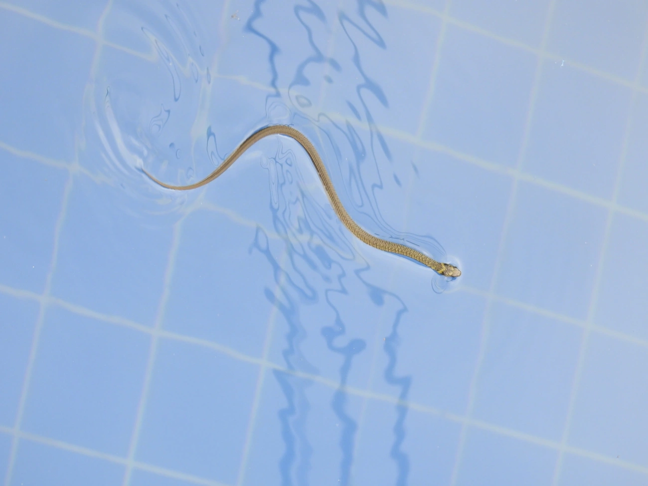 Cobra-d’água-comum (Erythrolamprus miliaris), répteis, fotografado em Maresias, São Sebastião