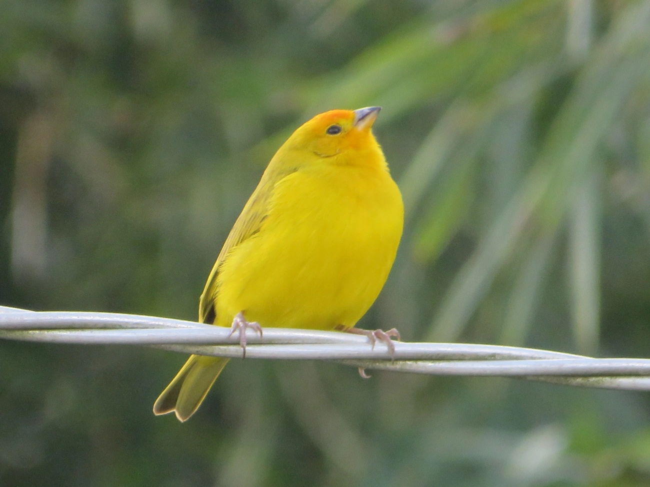 Canário-da-terra-verdadeiro (Sicalis flaveola), aves, fotografado em Maresias, São Sebastião