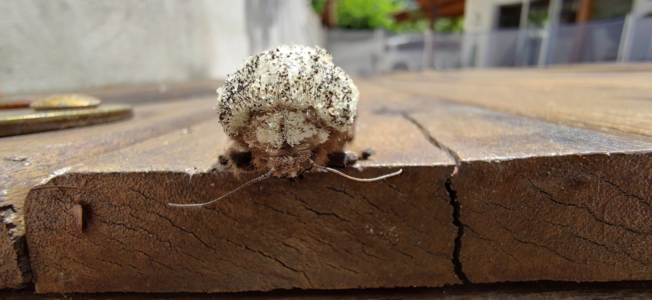 Morpheis, insetos, fotografado em Maresias, São Sebastião