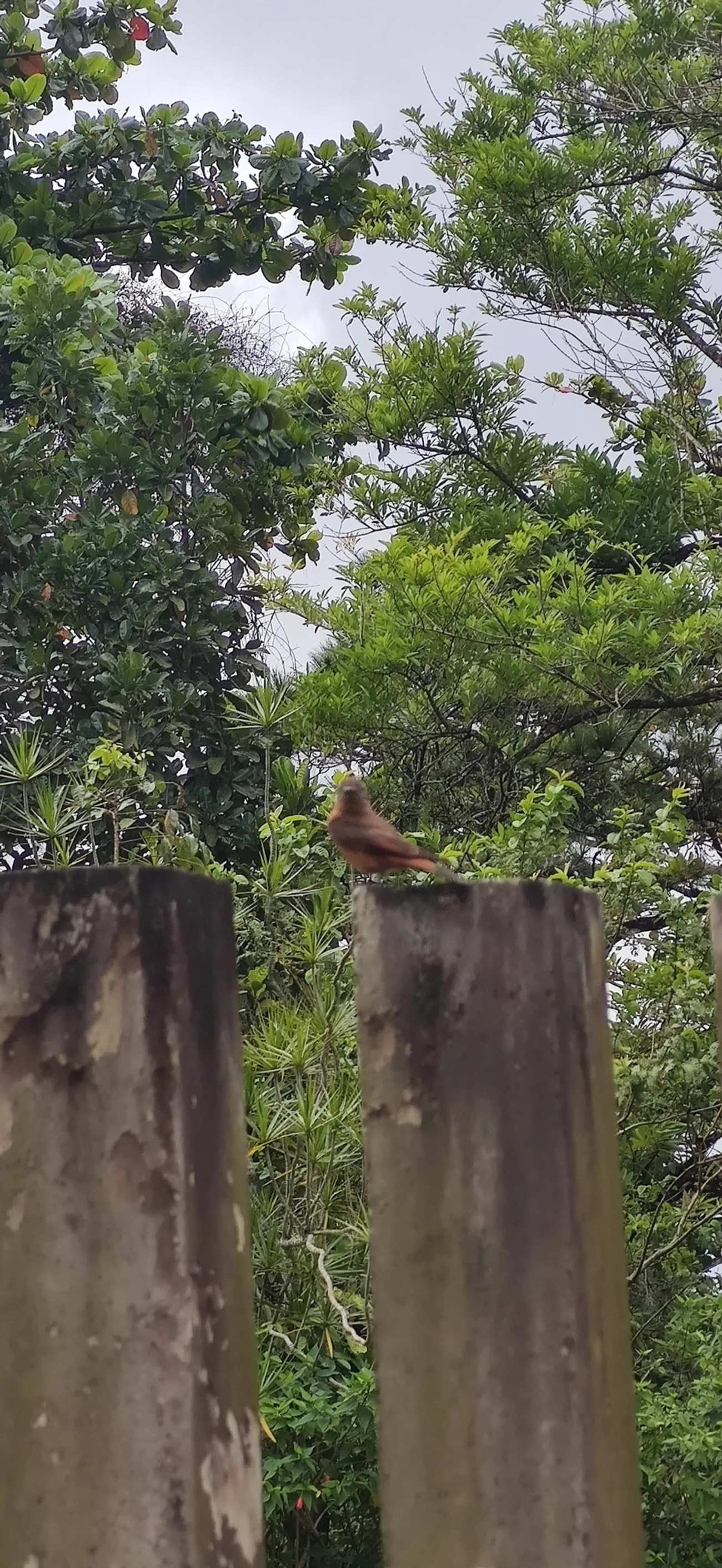 Gibão-de-couro (Hirundinea ferruginea), aves, fotografado em Maresias, São Sebastião
